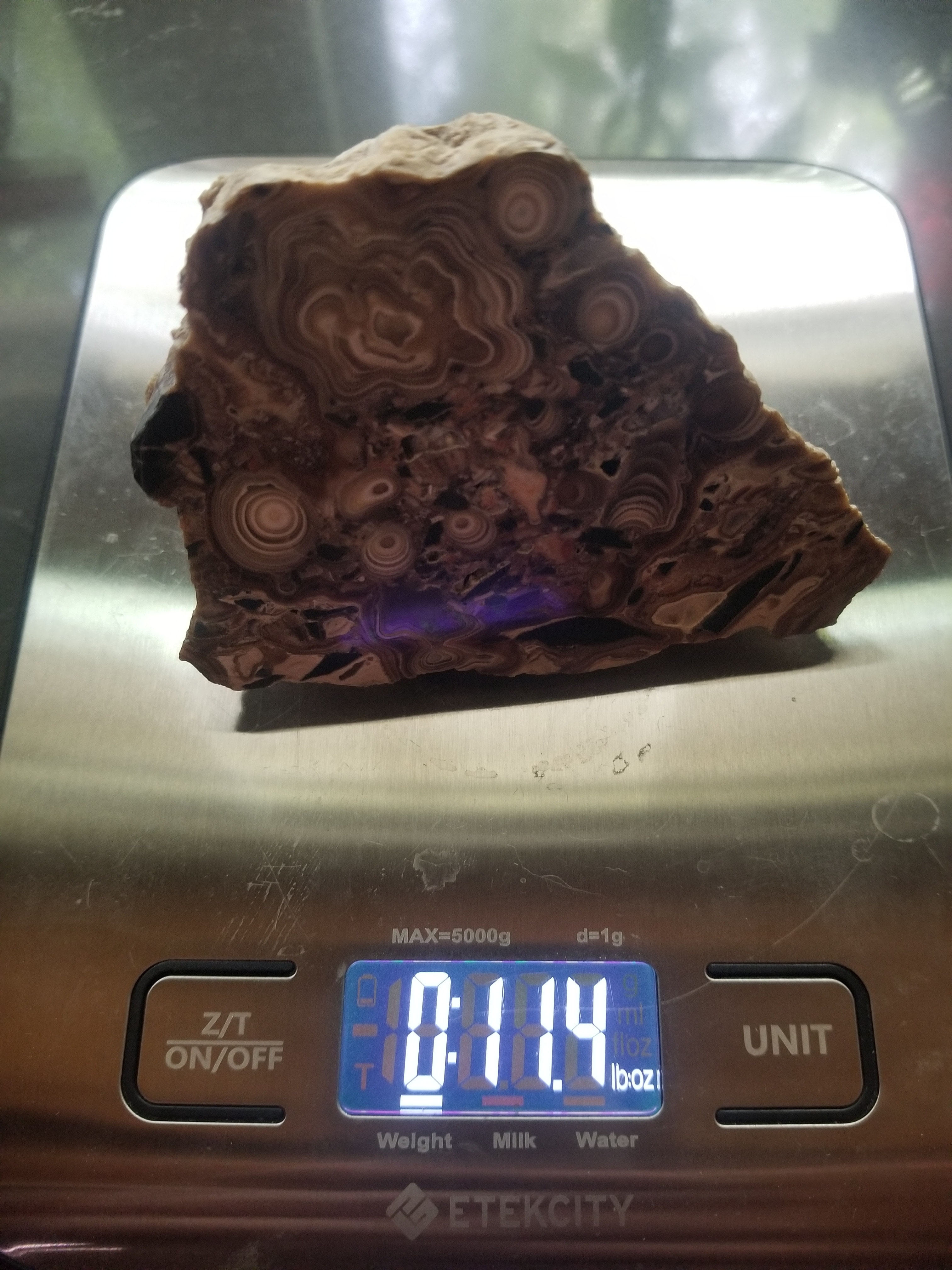 Rare Beautiful Polished Brecciated Stromatolite Multicolor Deep Pattterns UT