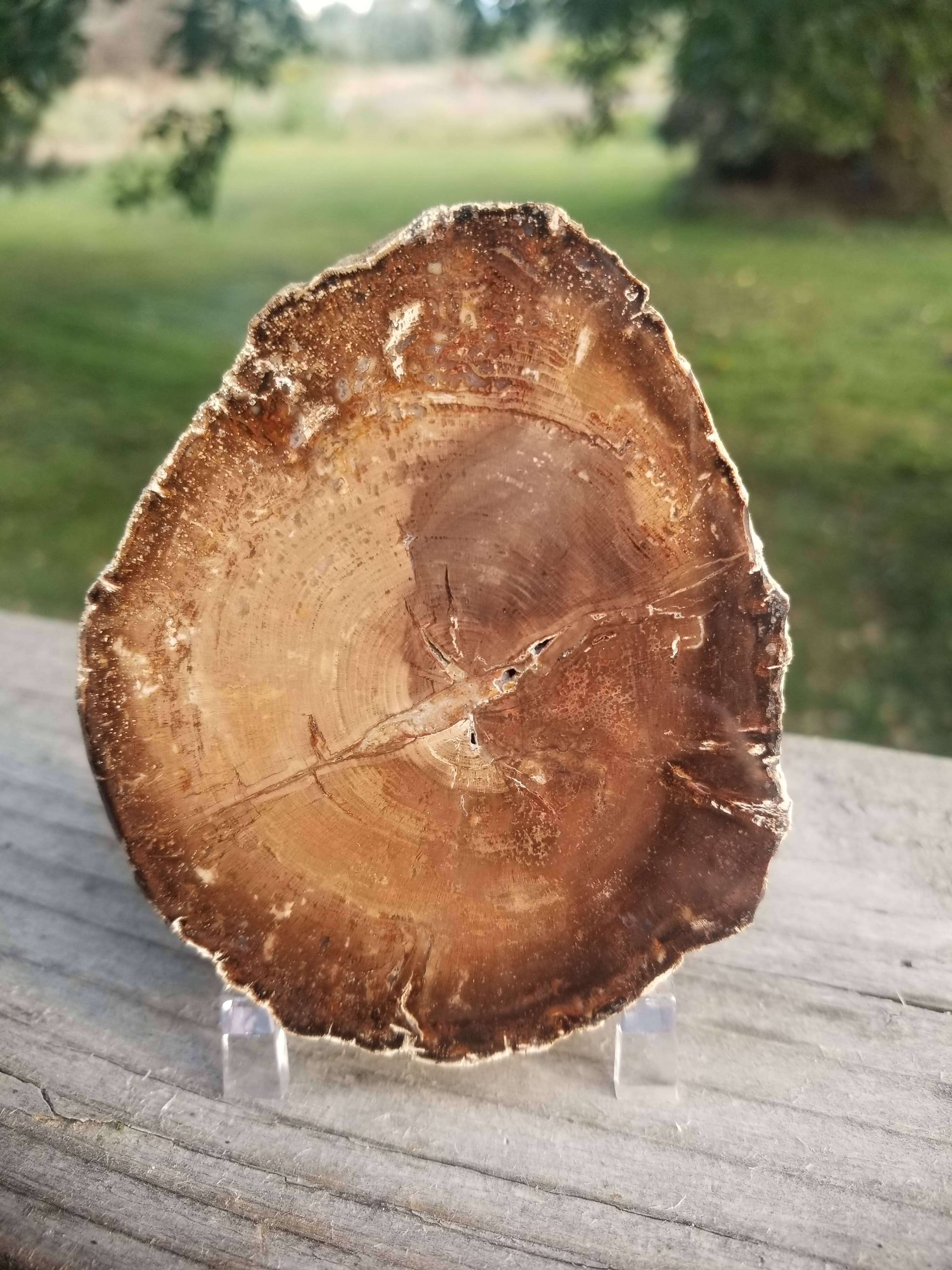 Beautiful Polished Petrified Wood Round Thick Slab Specimen - Unknown Origin Old Collection 3x3.5"