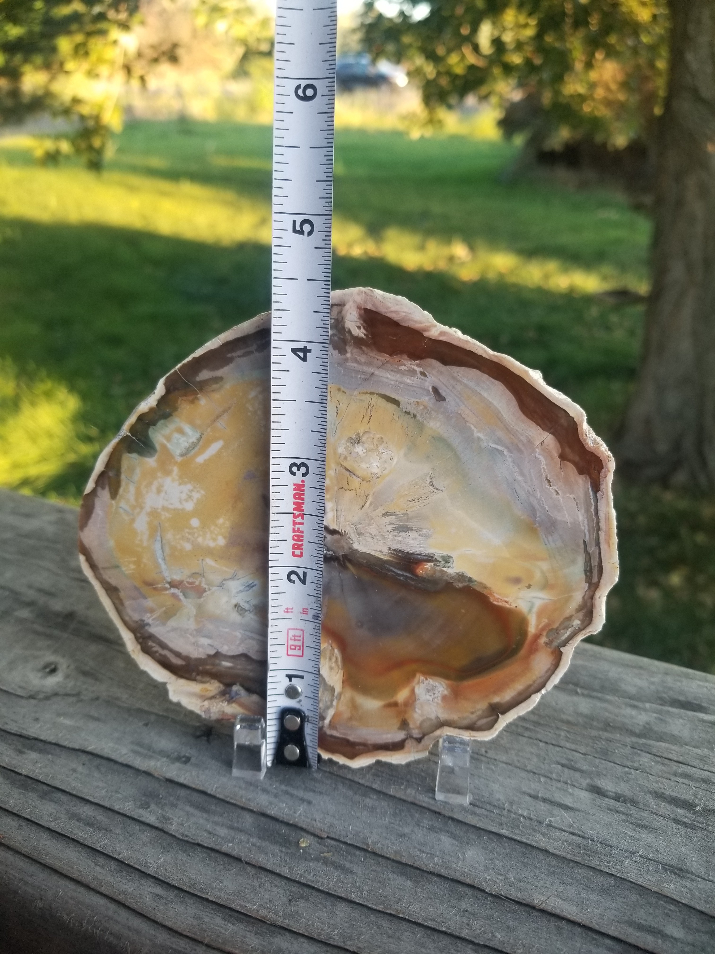 Beautiful Polished Petrified Picture Wood Round Slab Specimen - Unknown Origin Old Collection 5x4.5"