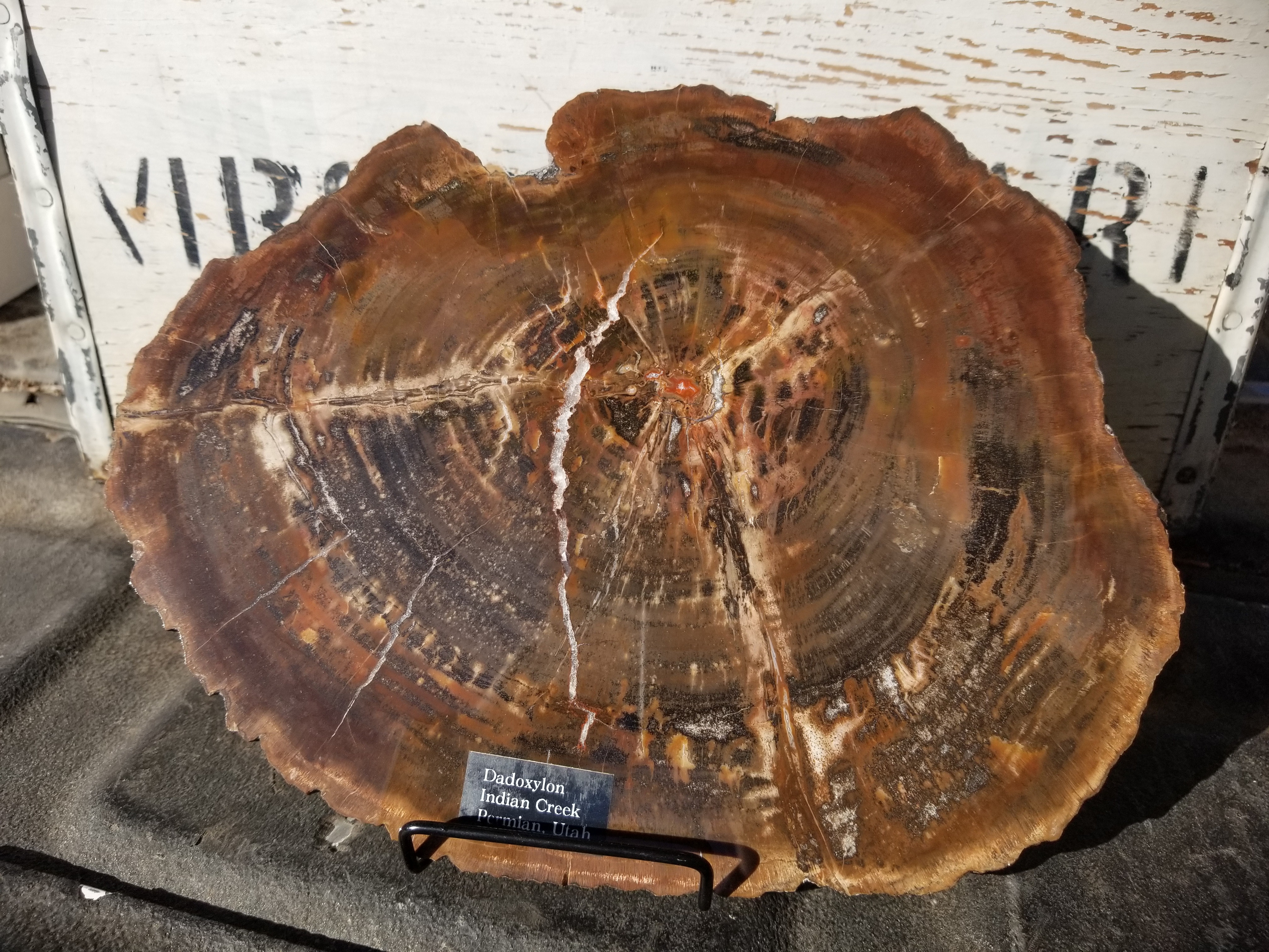 Beautiful Large Rare Indian Creek UT Polished Petrified Wood Round Dadoxylon Permian Fortifications 10x8"