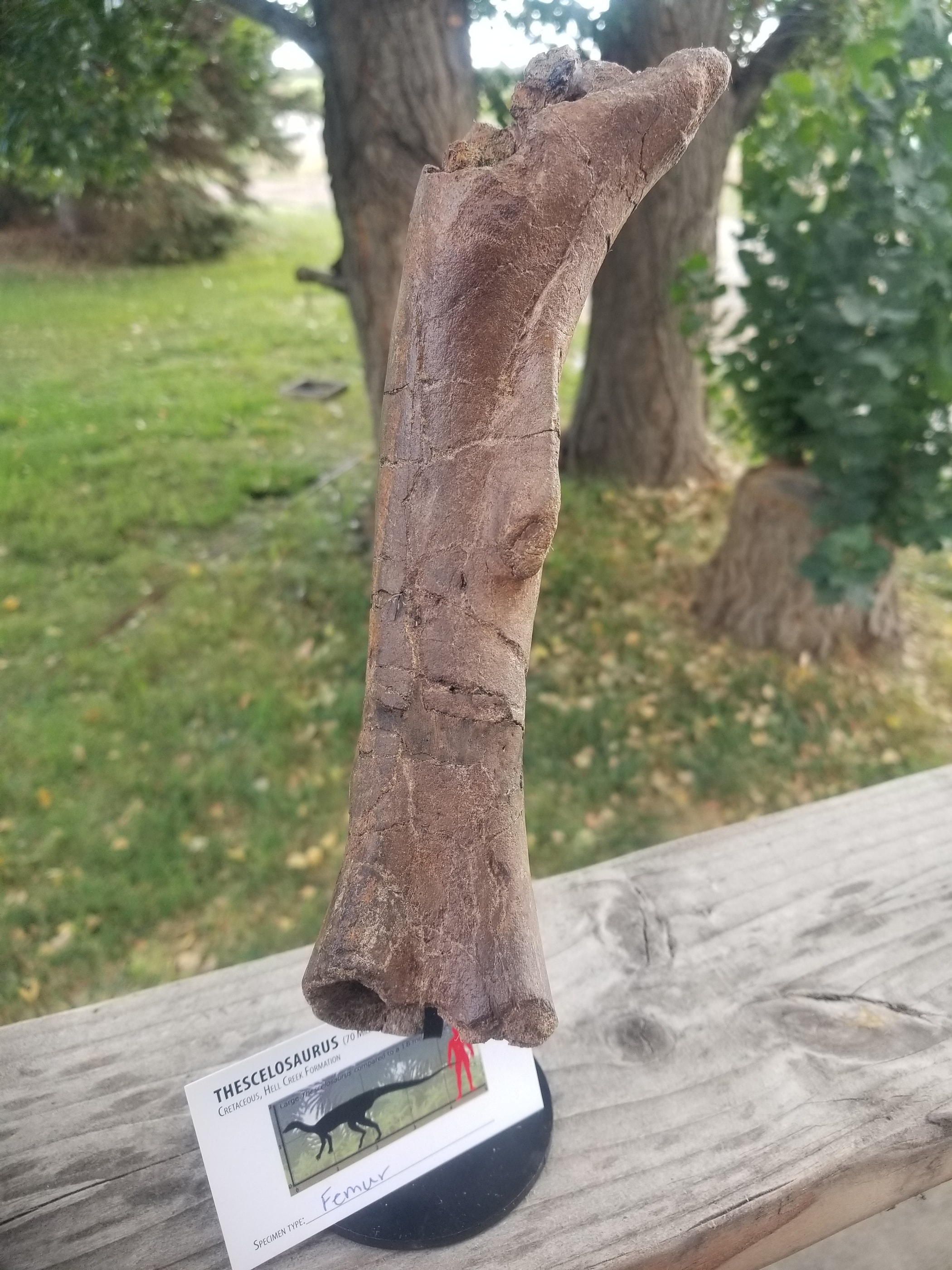 Beautiful Thescelosaurus "Wonderful Lizard" Femur Fossil Specimen Cretaceous Hell Creek MT