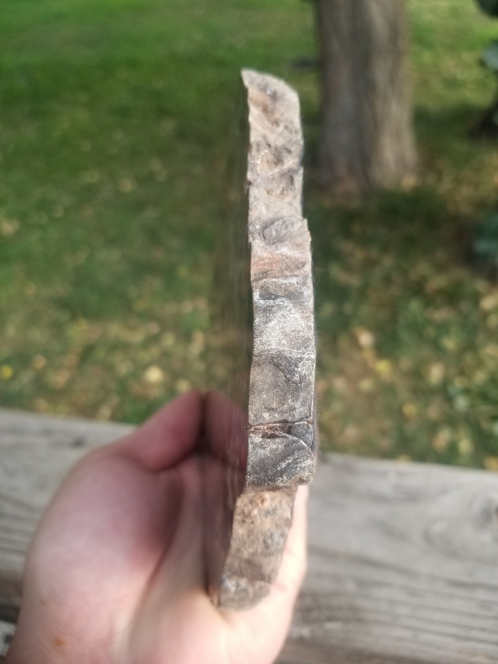 Beautiful Unique Polished Boulder Mountain Bogwood UT Petrified Wood Round 7.25x5" 1+Lb