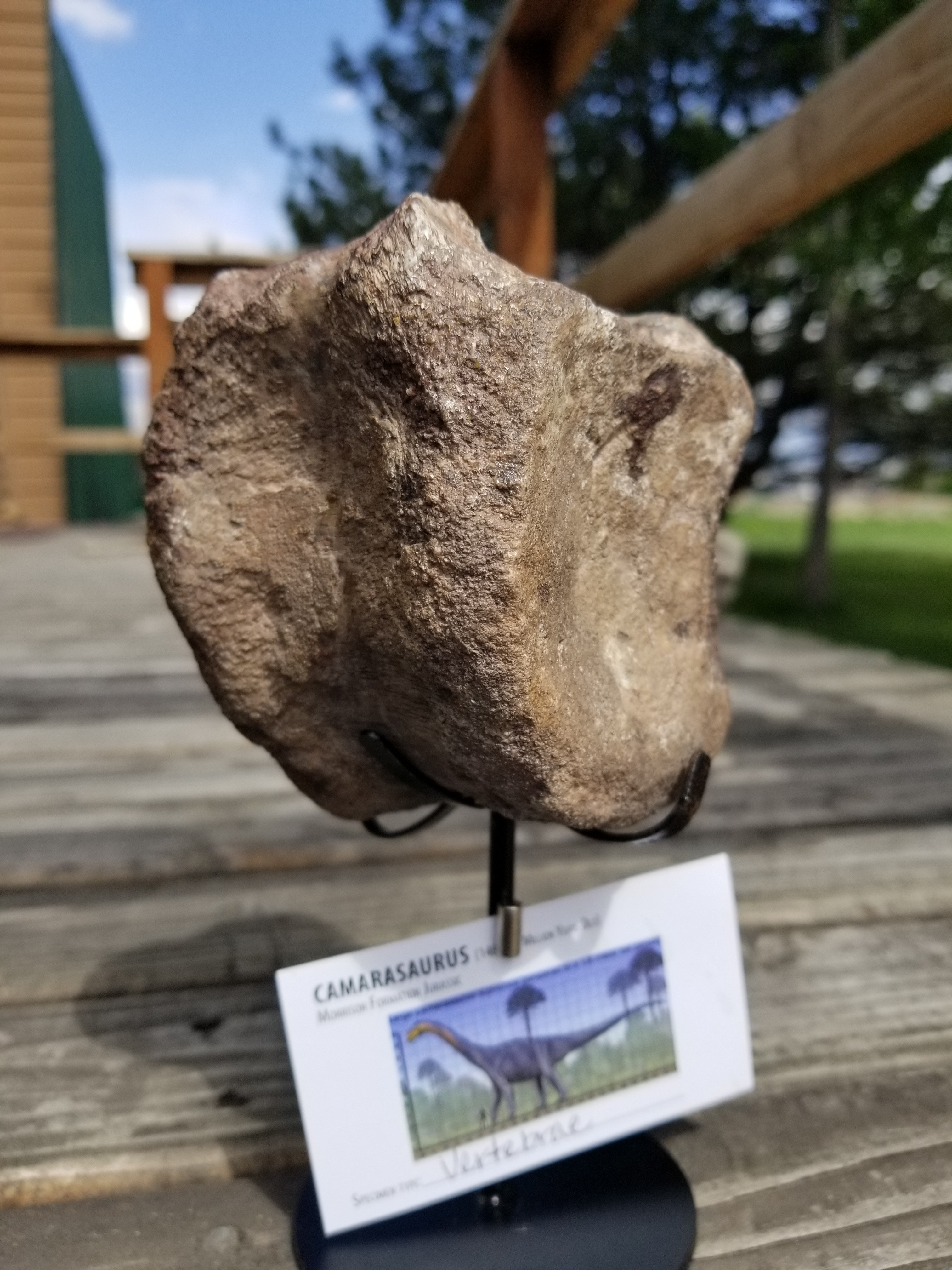 Camarasaurus Caudal Vertebra Fossil Dinosaur Specimen Jurassic Morrison Form Display