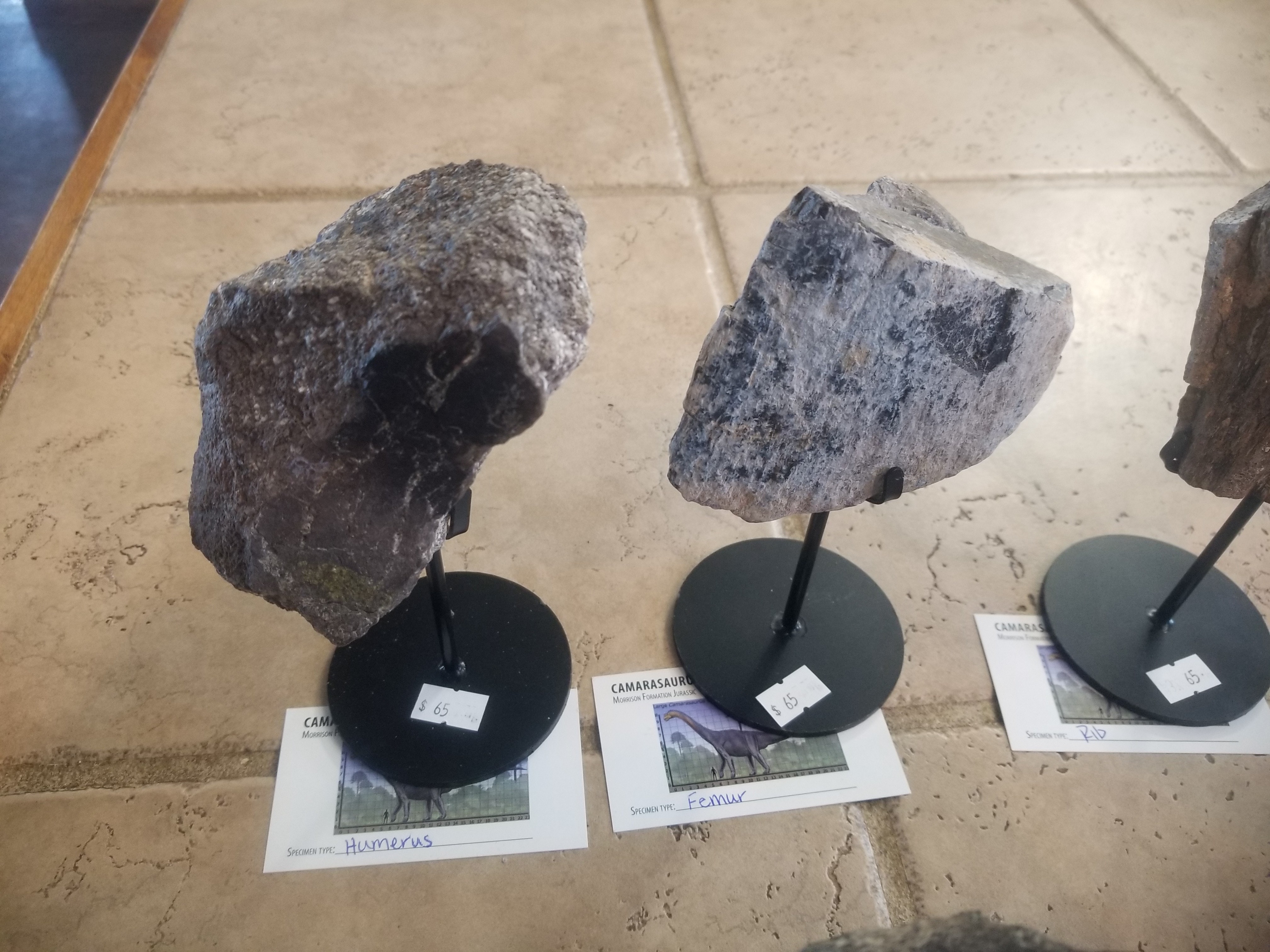 *Wholesale -Nice Camarasaurus 7 piece Lot Fossil Dinosaur Specimen Jurassic Morrison Form Display