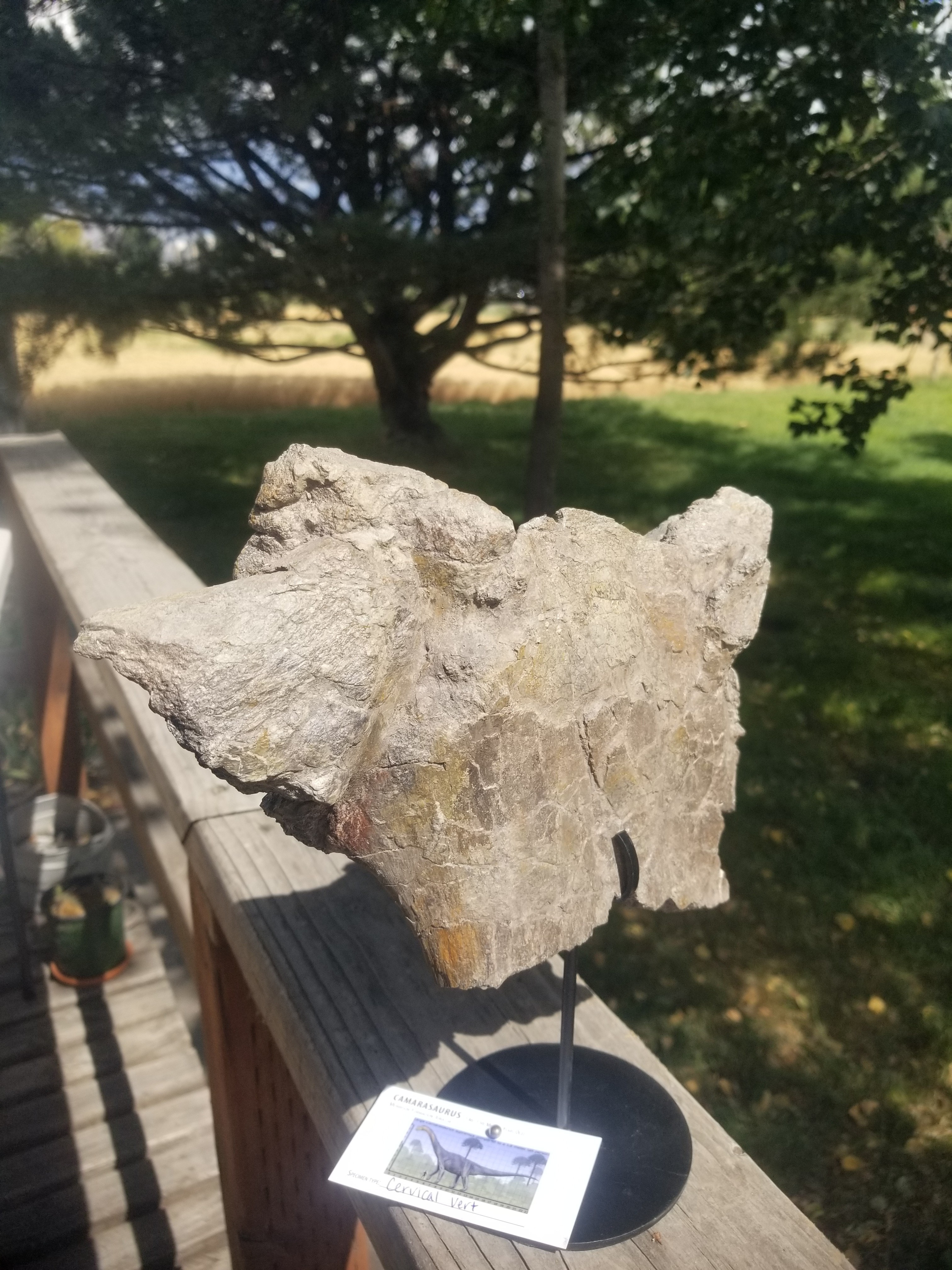 Camarasaurus Cervical Vert Section Fossil Dinosaur Specimen Jurassic Morrison Form Display