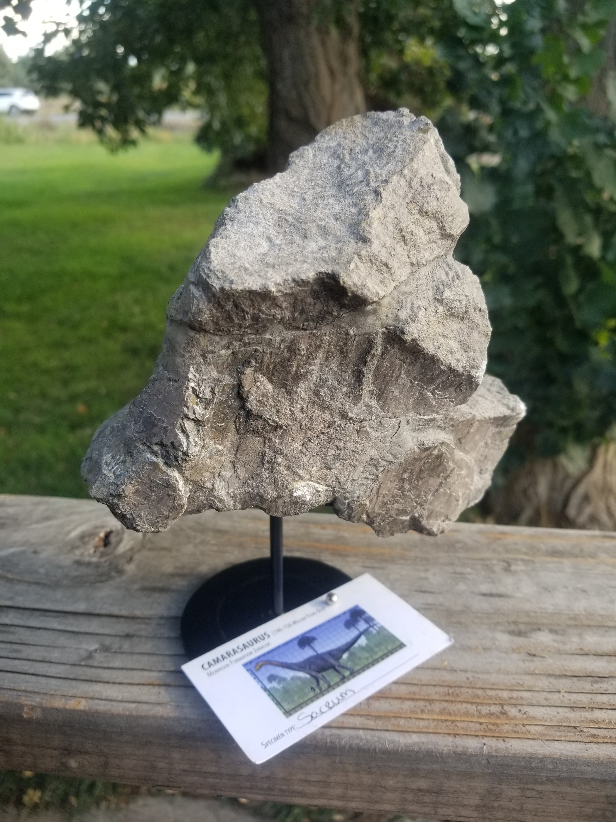 Camarasaurus Sacrum Section Fossil Dinosaur Specimen Jurassic Morrison Form Display