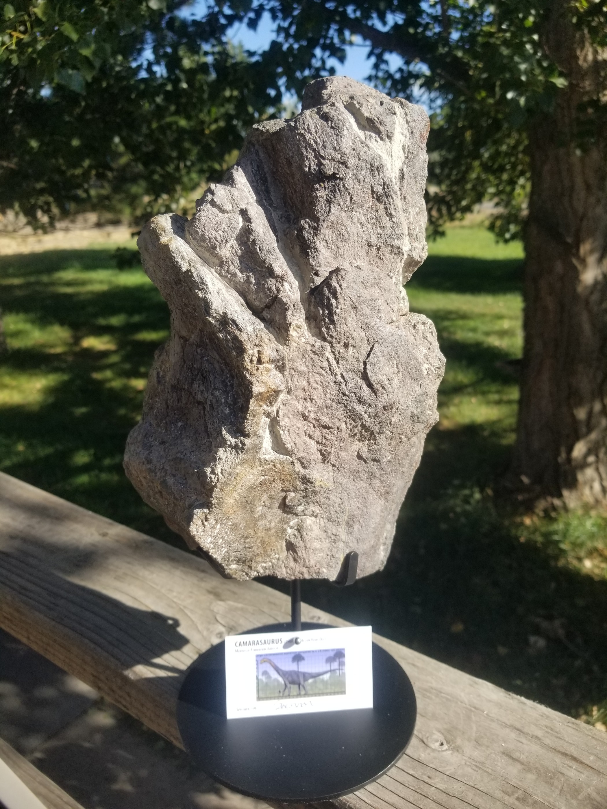 Camarasaurus Sacrum Section Fossil Dinosaur Specimen Jurassic Morrison Form Display