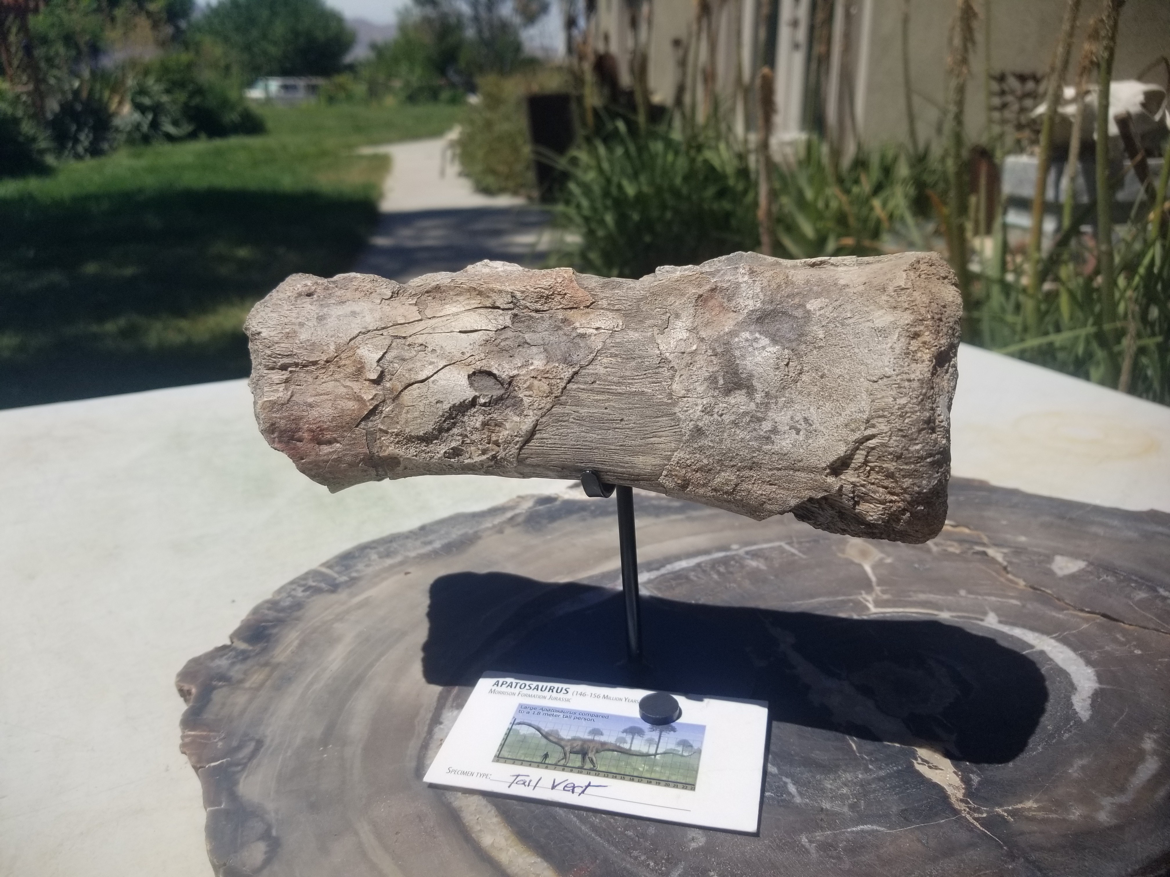 Nice Apatosaurus (The Deceptive Lizard) Tail Vert Fossil Dinosaur Specimen Jurassic Morrison Form Display