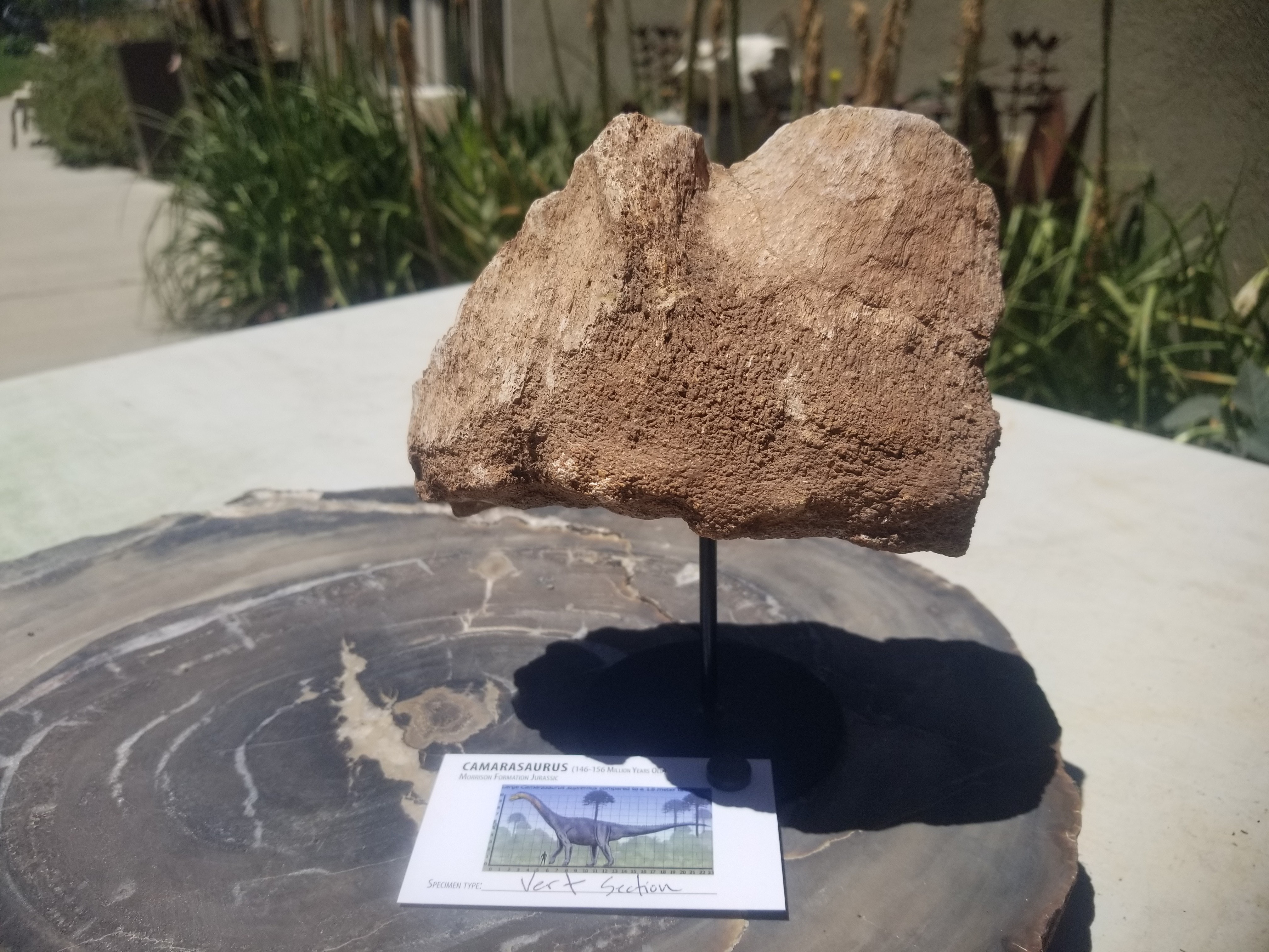 Camarasaurus Vertebrae Section Fossil Dinosaur Specimen Jurassic Morrison Form Display