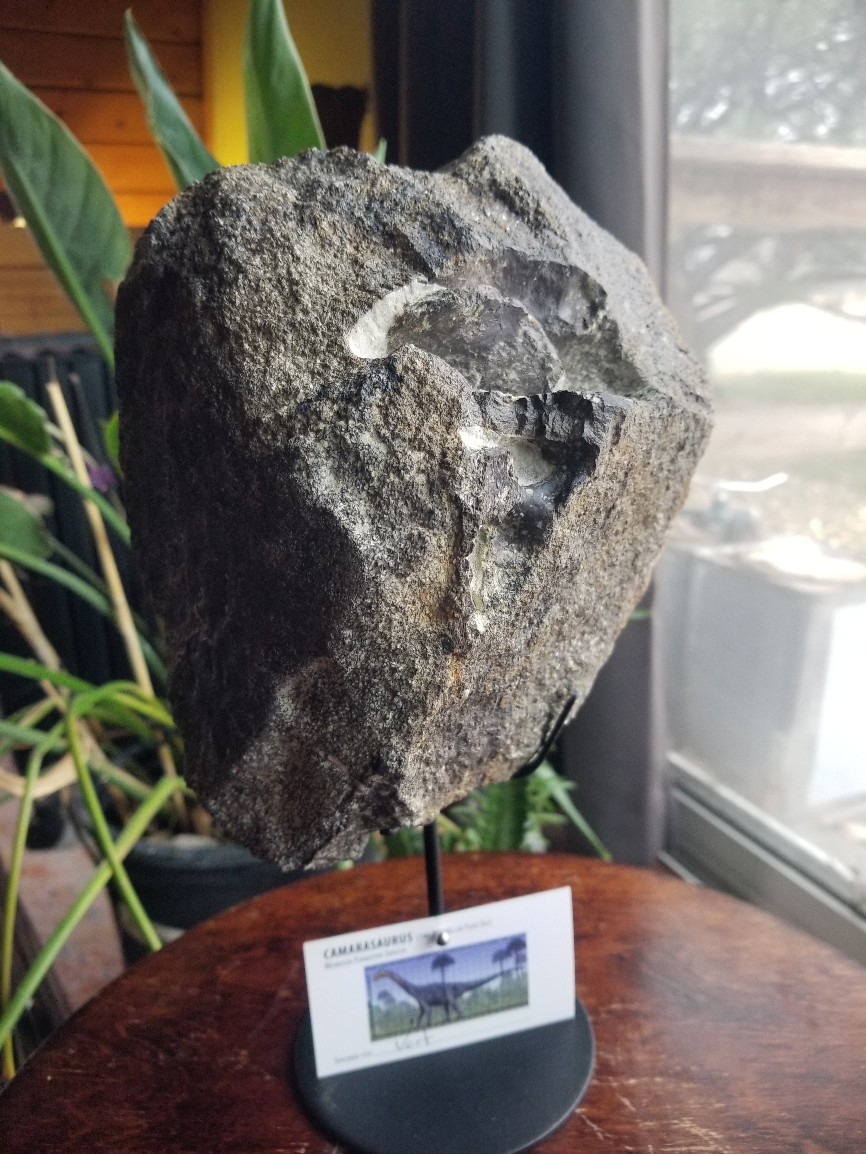 Camarasaurus Cervical Vertebrae Section Fossil Dinosaur Specimen Jurassic Morrison Form Display
