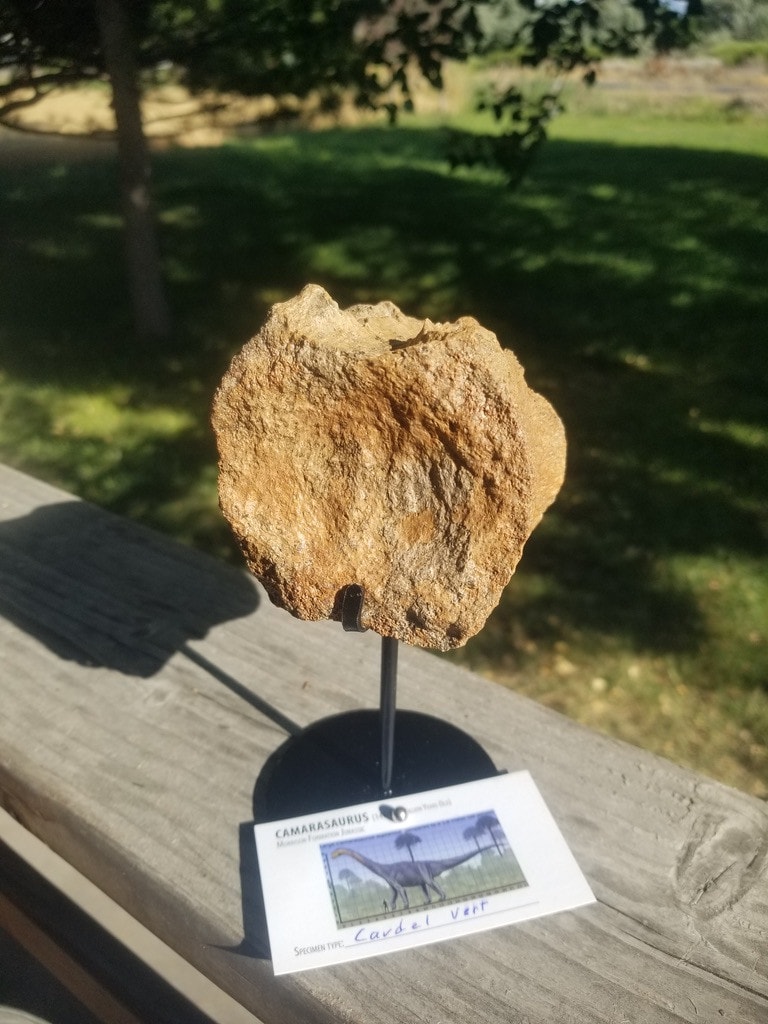Camarasaurus Caudal Vertebra Fossil Dinosaur Specimen Jurassic Morrison Form Display