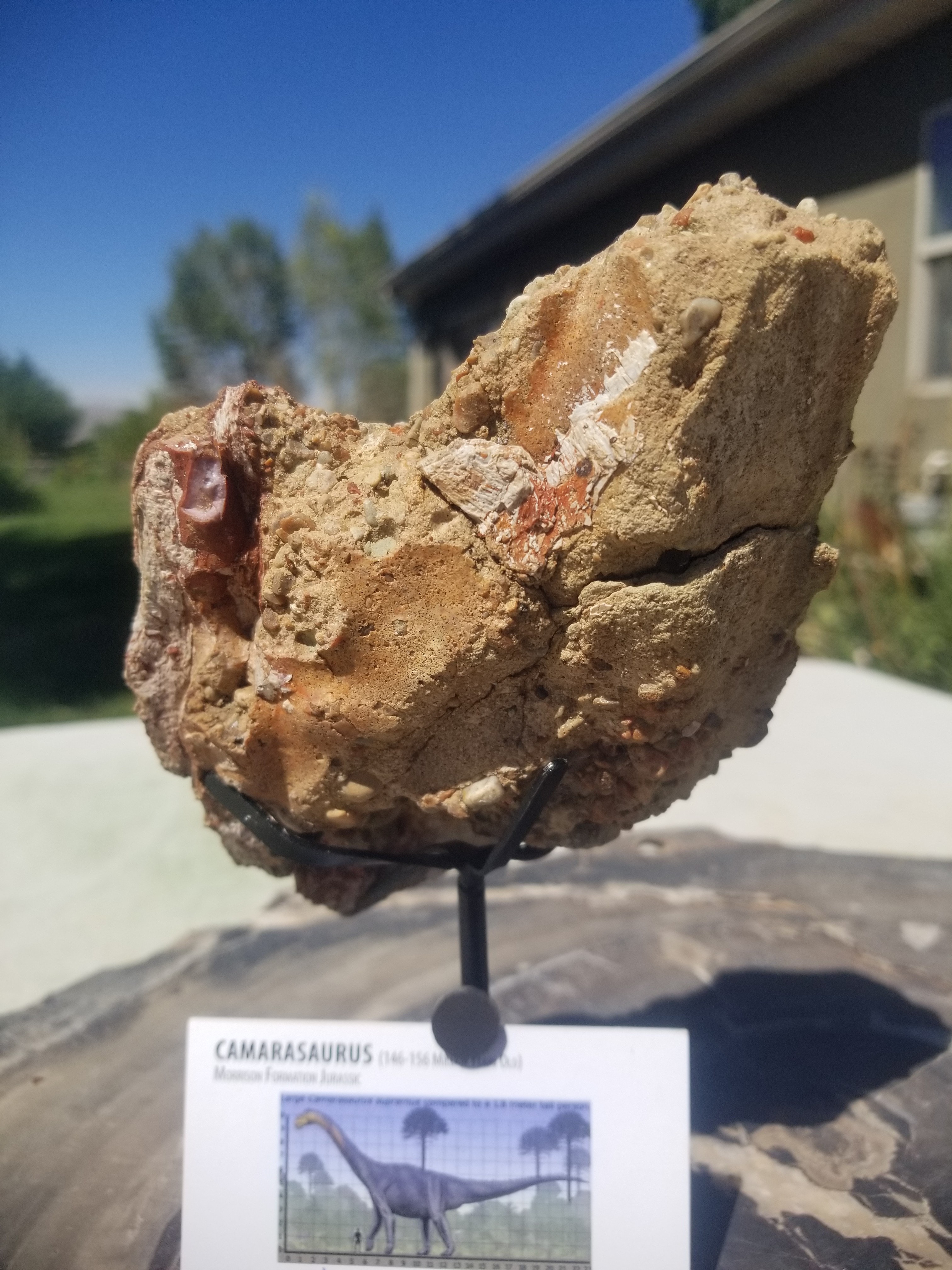 Camarasaurus Vertebrae Section Fossil Dinosaur Specimen Jurassic Morrison Form Display