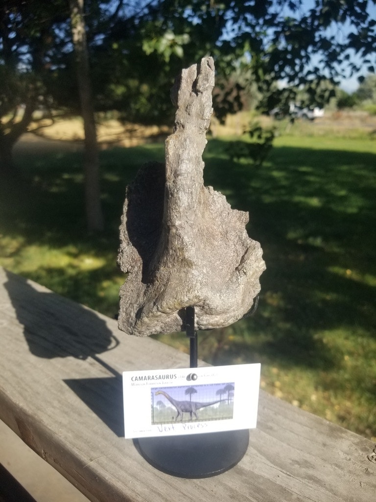 Camarasaurus Vertebrae Process Fossil Dinosaur Specimen Jurassic Morrison Form Display