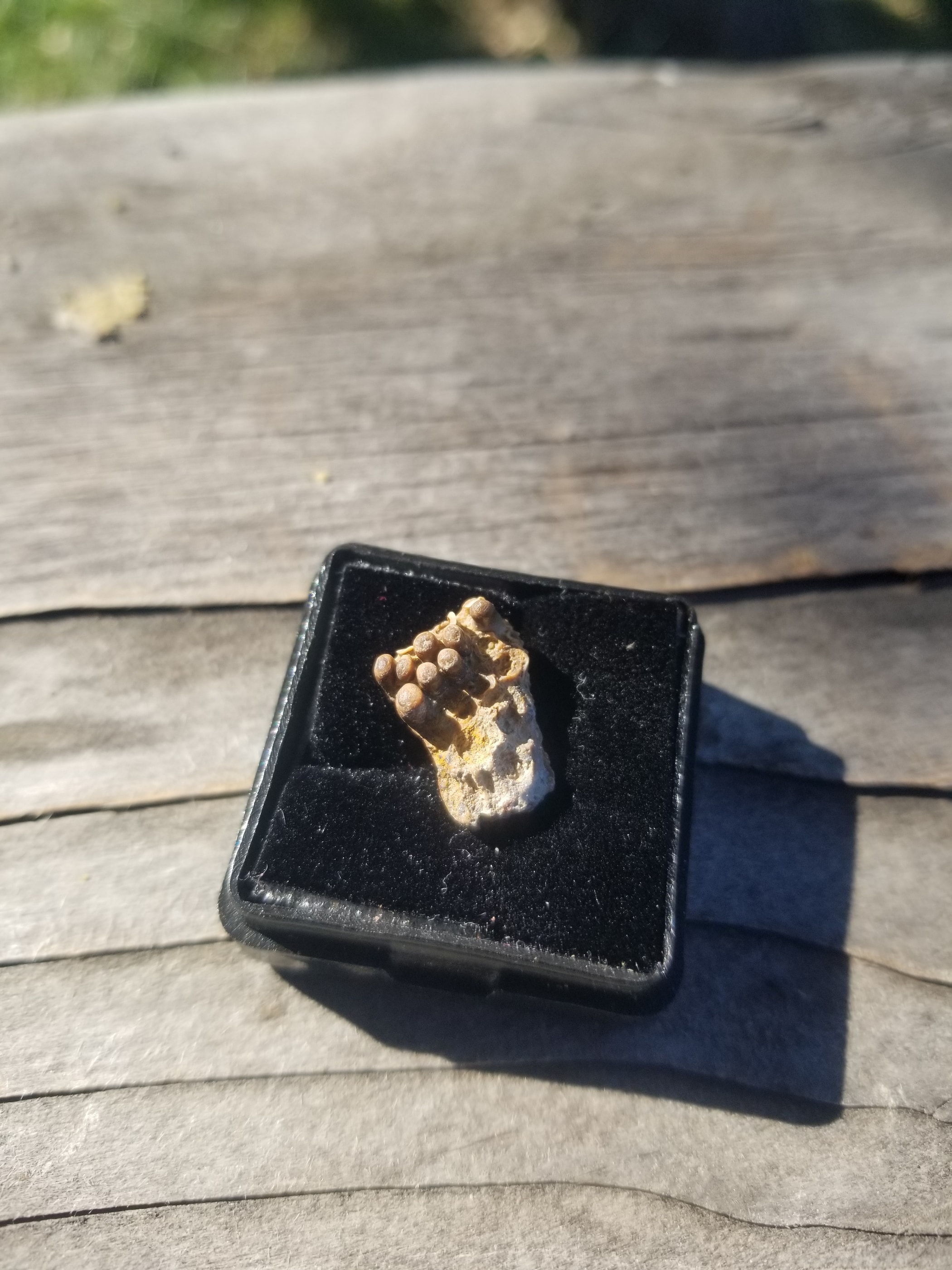 Cretaceous Turtle Claw Fossil Specimen Hell Creek MT
