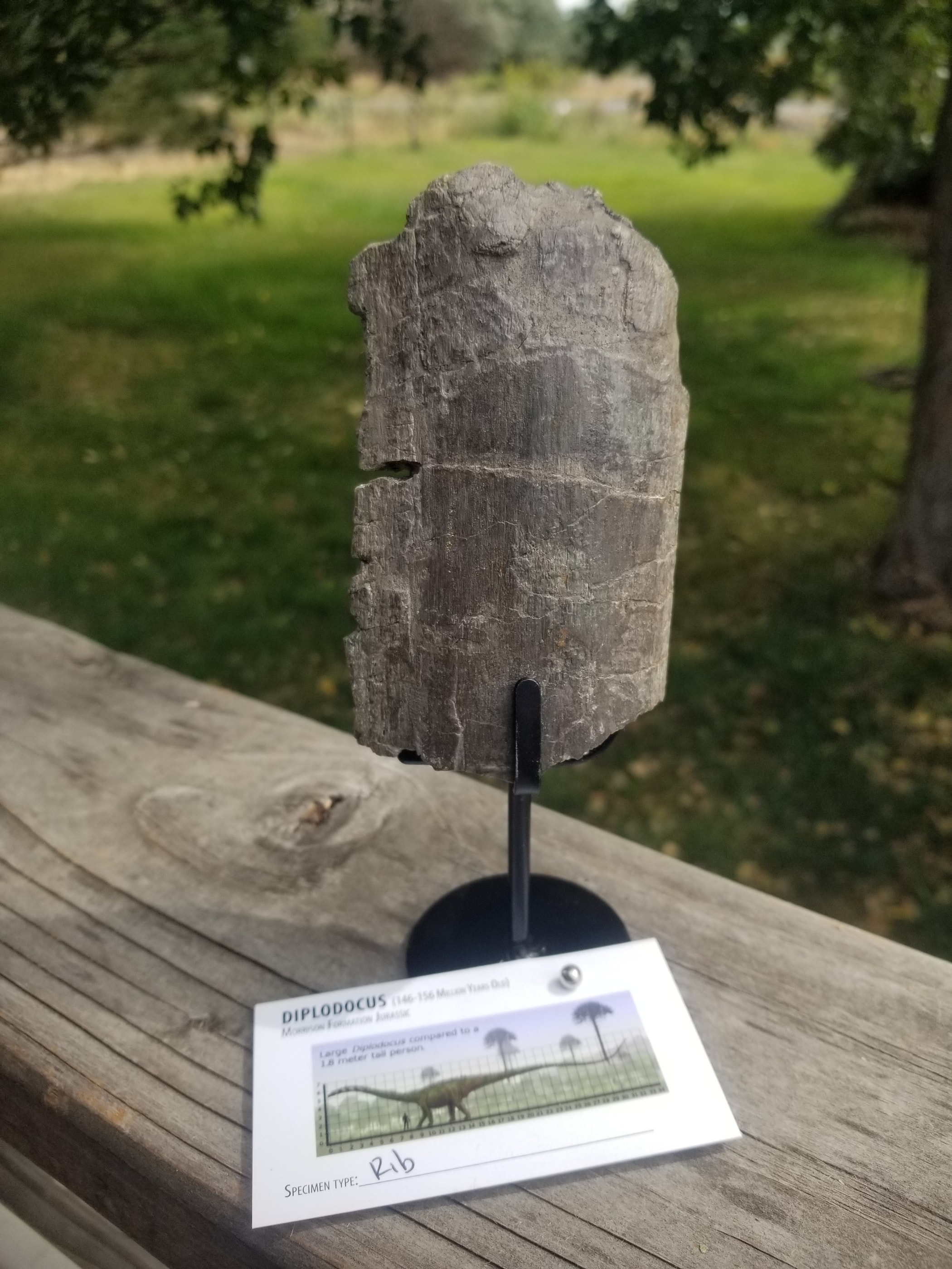 Diplodocus Vertebrae Section Fossil Dinosaur Specimen Jurassic Morrison Form Display
