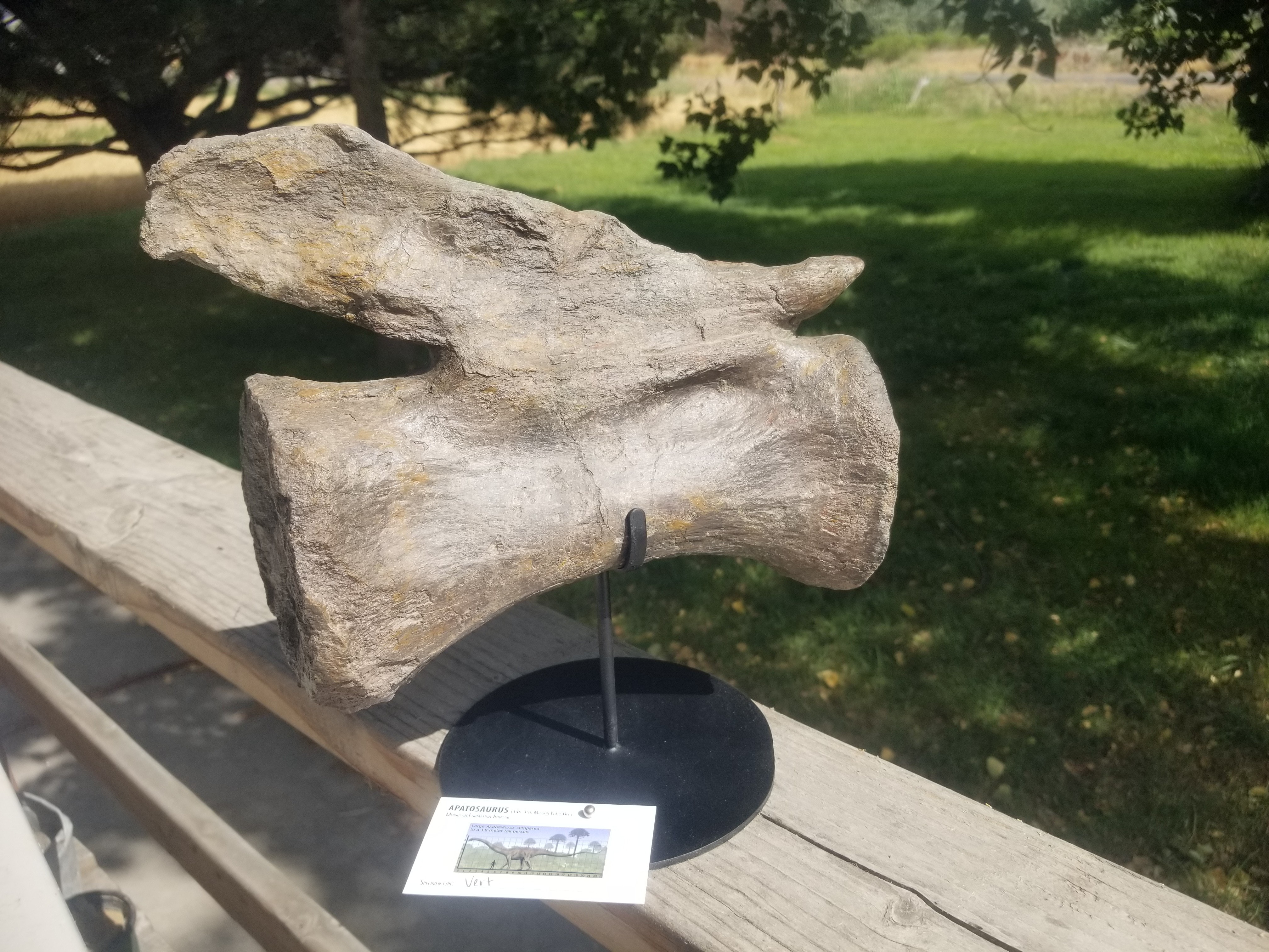 Apatosaurus "Deceptive Lizard" Vertebrae Fossil Dinosaur Specimen Jurassic Morrison Form Display