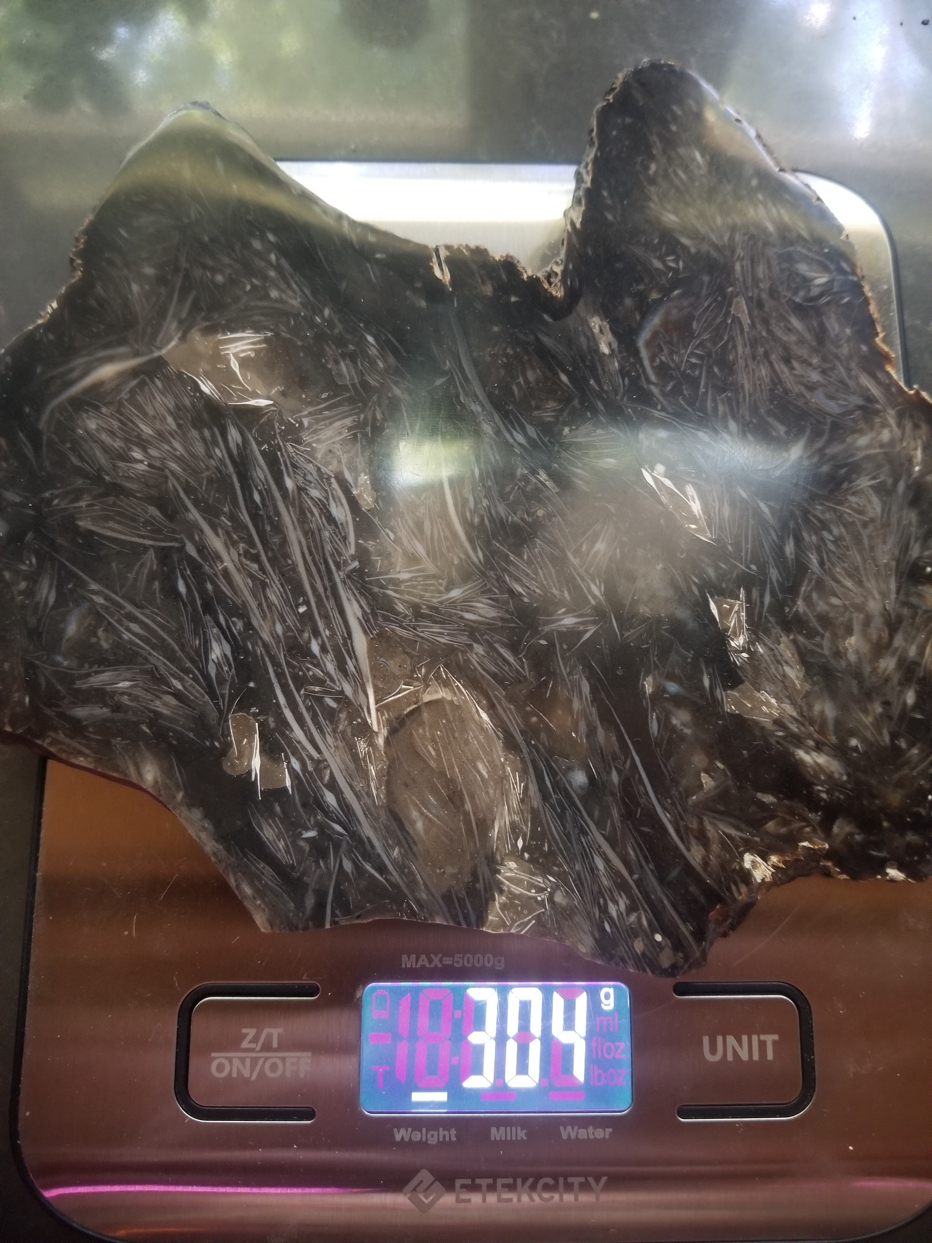 Beautiful Intricate Detailed Polished Petrified Bogwood Slab Specimen Reeds, Roots, and Grass