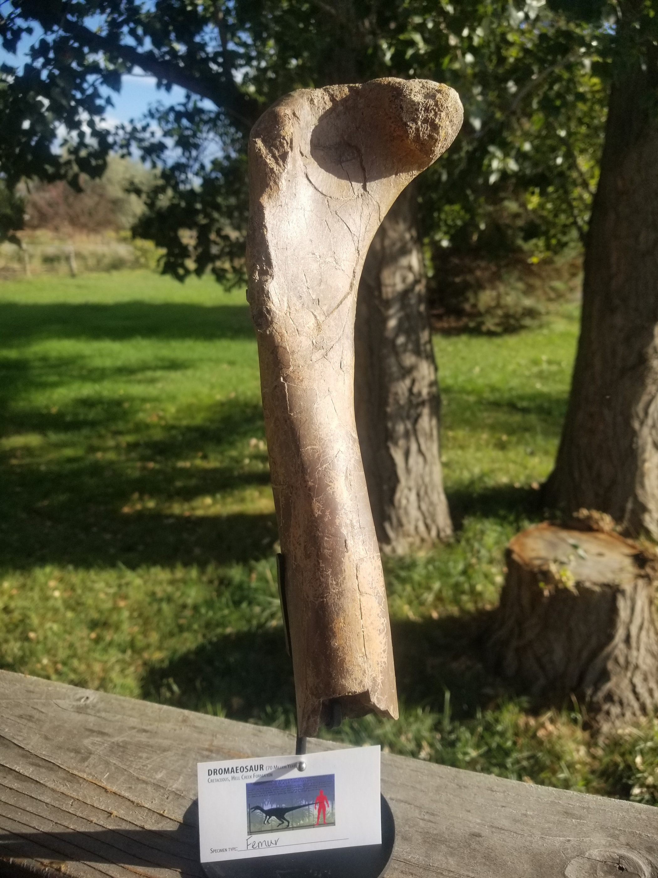 Beautiful Dromaeosaurus Raptor Metatarsal Section Fossil Specimen Hollow Bone Cretaceous Hell Creek MT