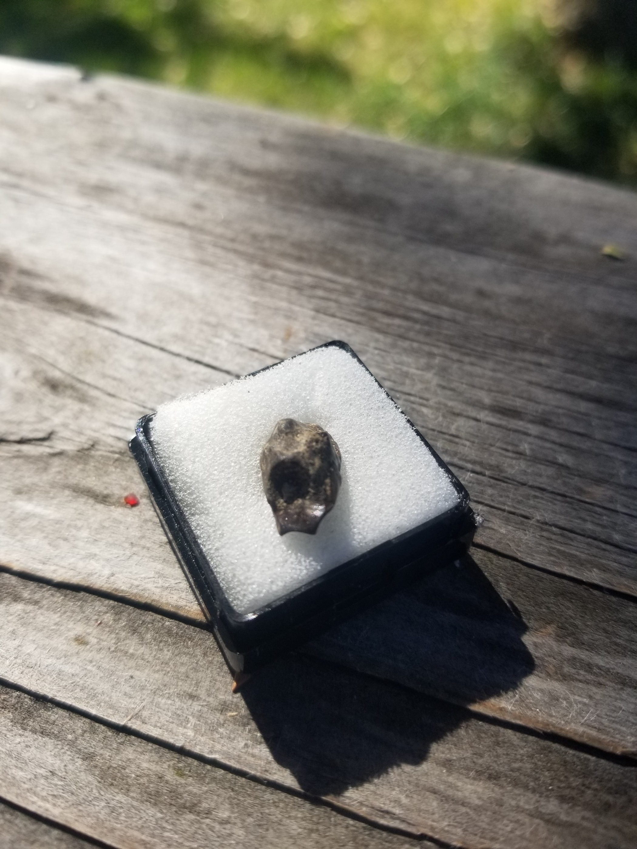 Nice Edmontosaurus Tooth Fossil Specimen Hell Creek, MT