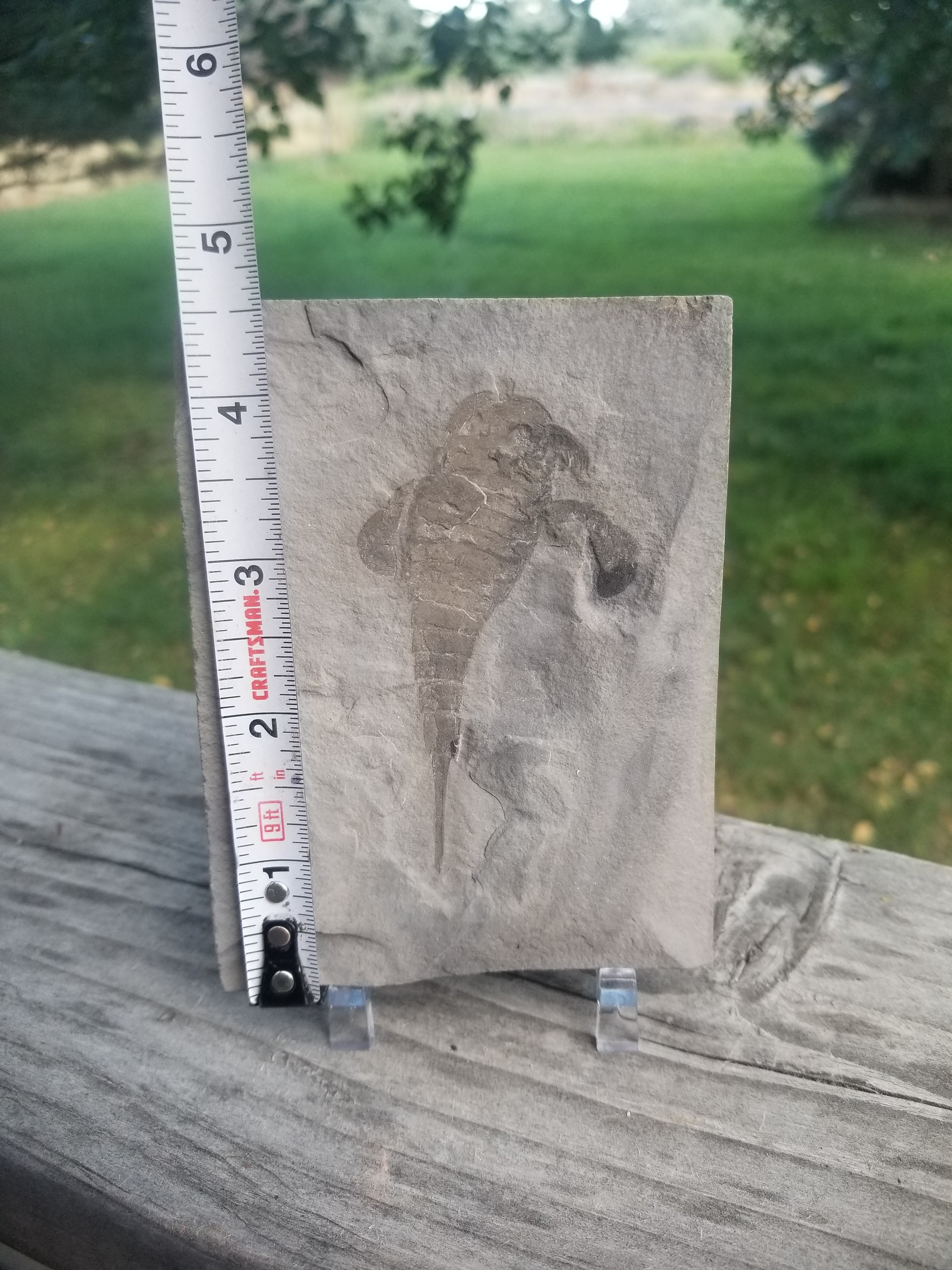 Eurypterid Fossil Sea Scorpion Eurypterus Silurian 420 Mil Yrs 3.5"x4.5" Plate New York