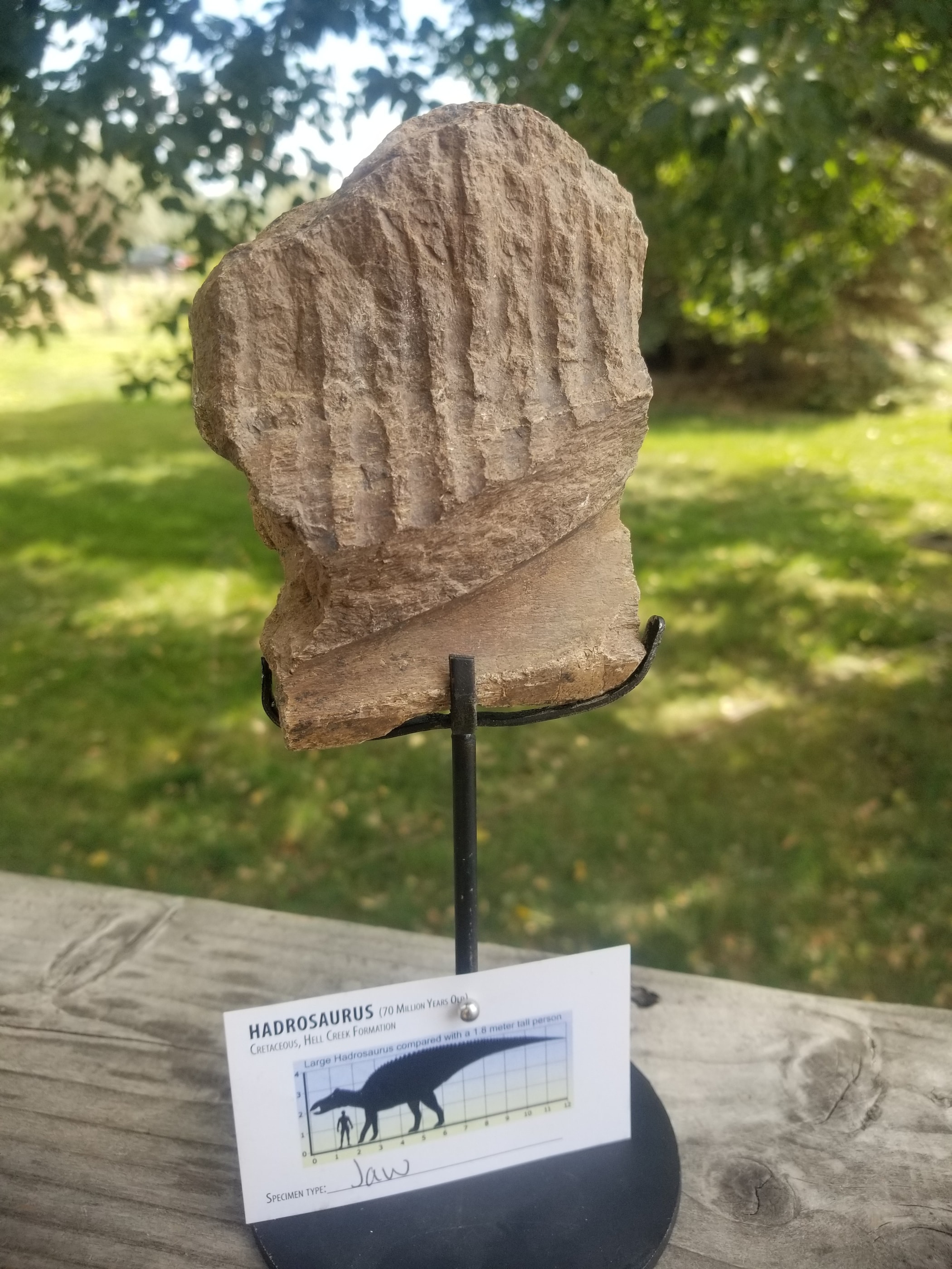 Hadrosaurus Jaw Section Fossil Specimen Cretaceous Hell Creek MT