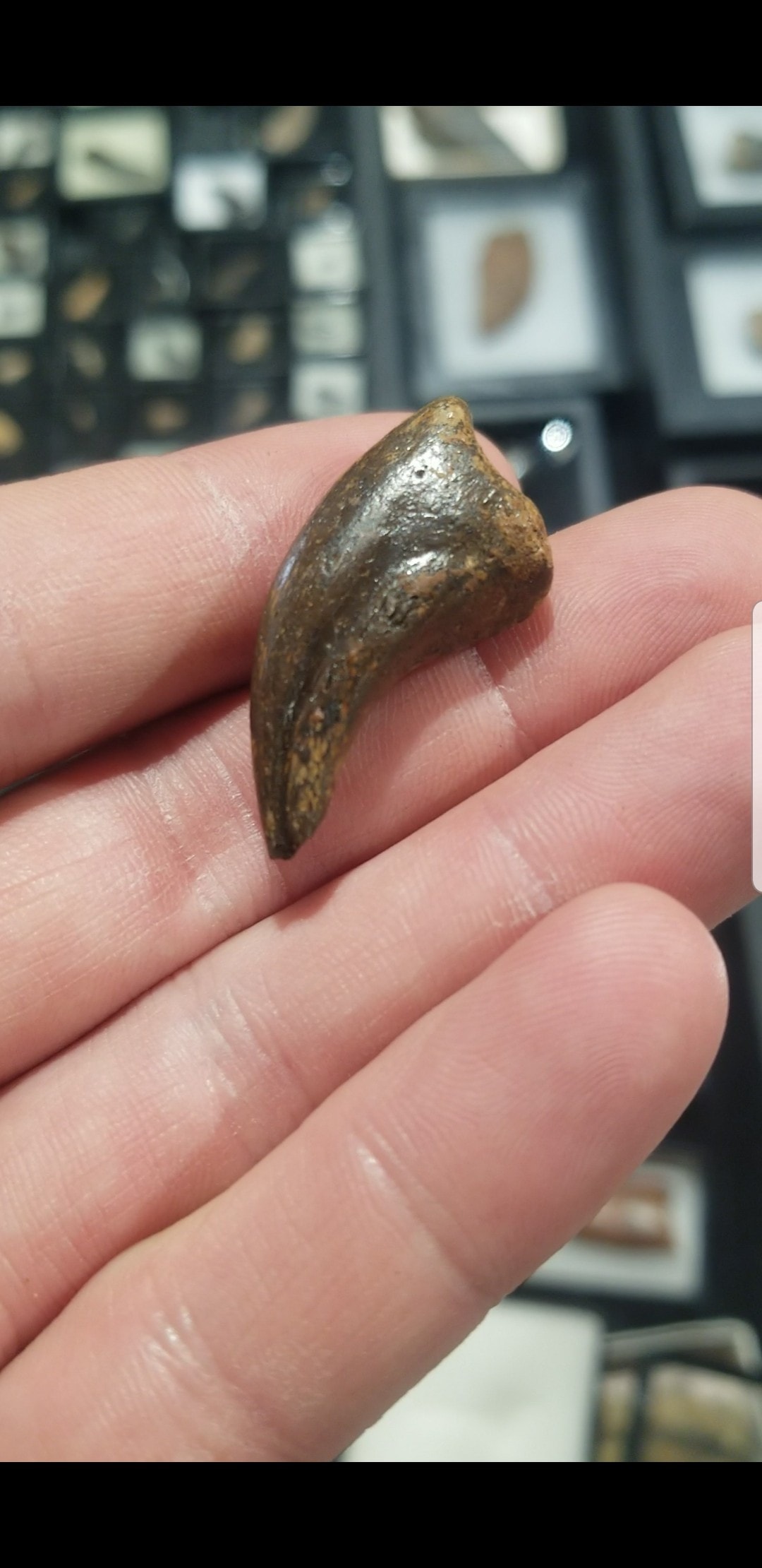 Great Anzu Wyliei Claw - No Restoration - Hell Creek SD "Chicken from Hell"