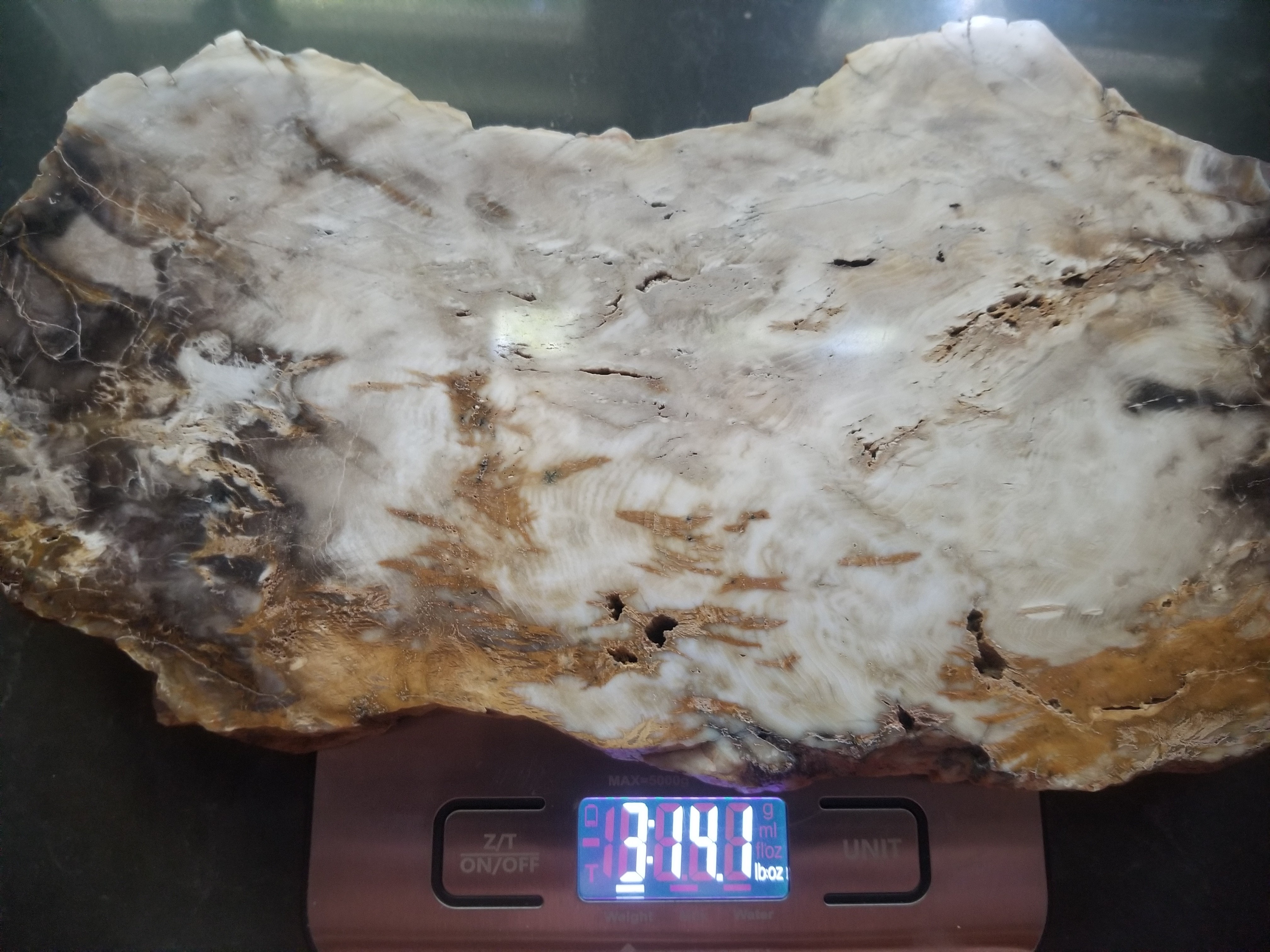 Great Large Park City Petrified Wood Slab Polished Utah Silver Creek Jct Miocene 12x6.25" Nearly 4Lb