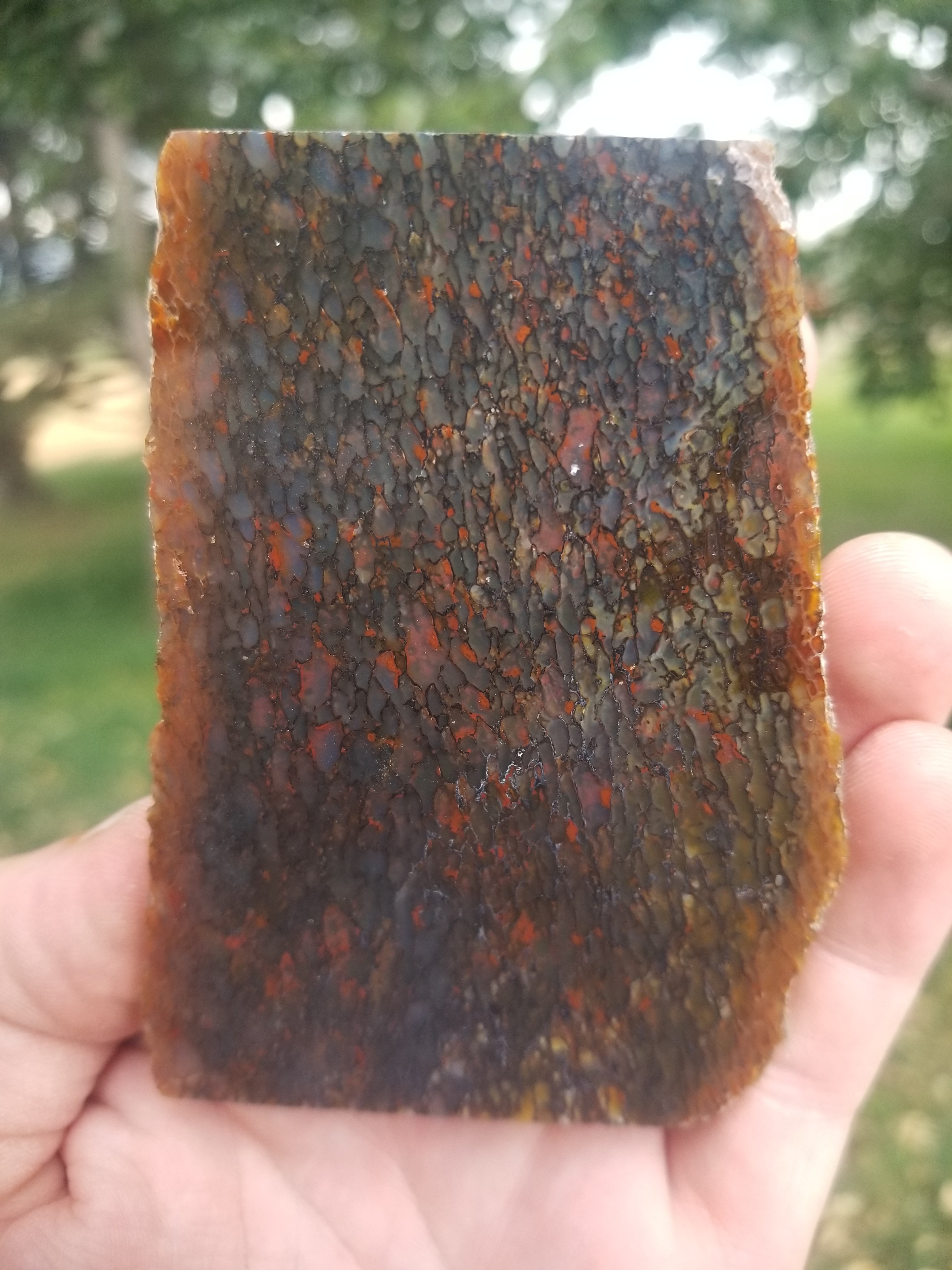 Great Polished Multicolor Cell Glassy Agatized Jurassic Dinosaur Gem Bone Thick Slab Specimem 161g