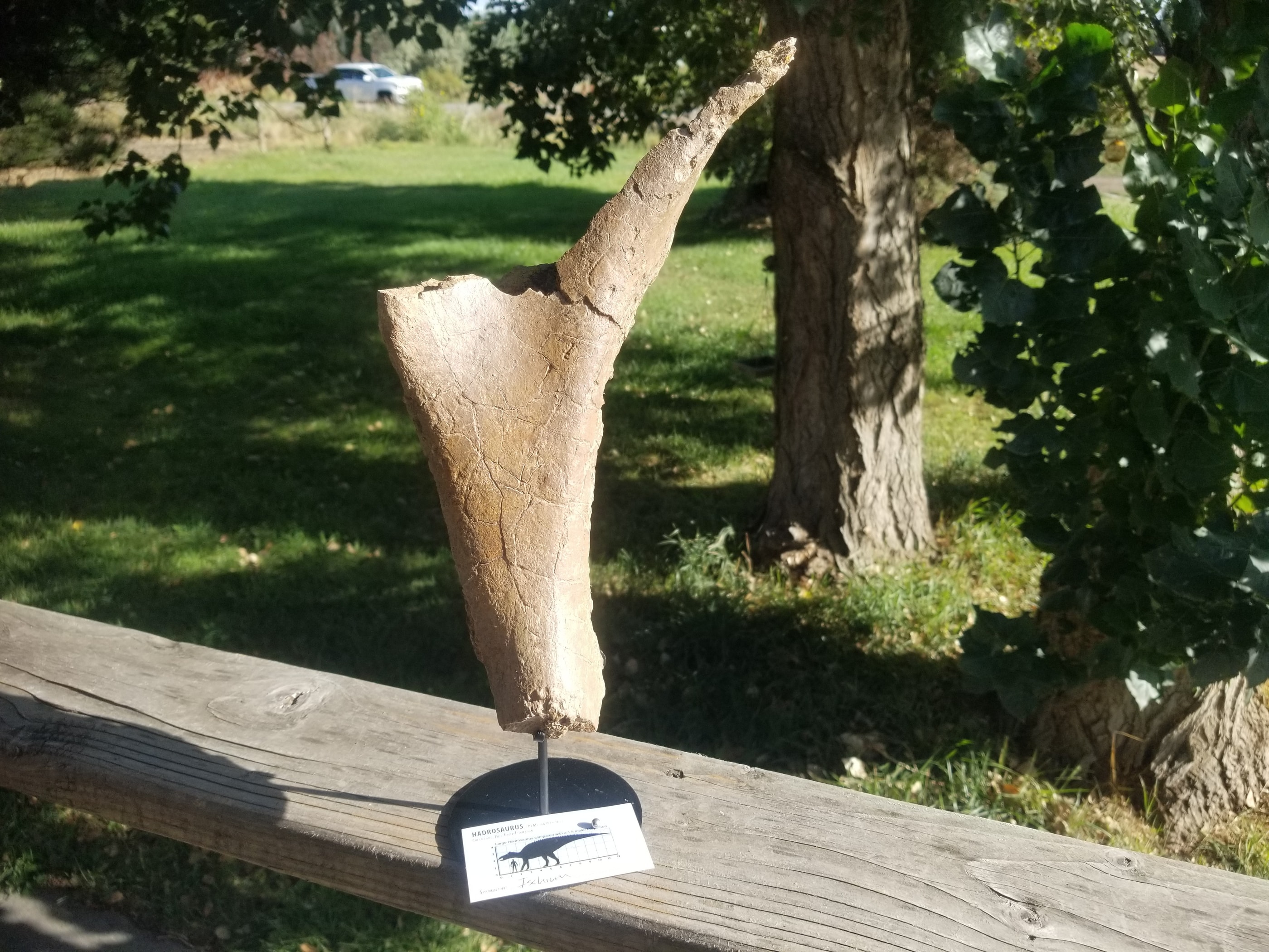 Nice Full Hadrosaurus Vertebrae Centrum Fossil Specimen Cretaceous Hell Crk MT Recent Dig