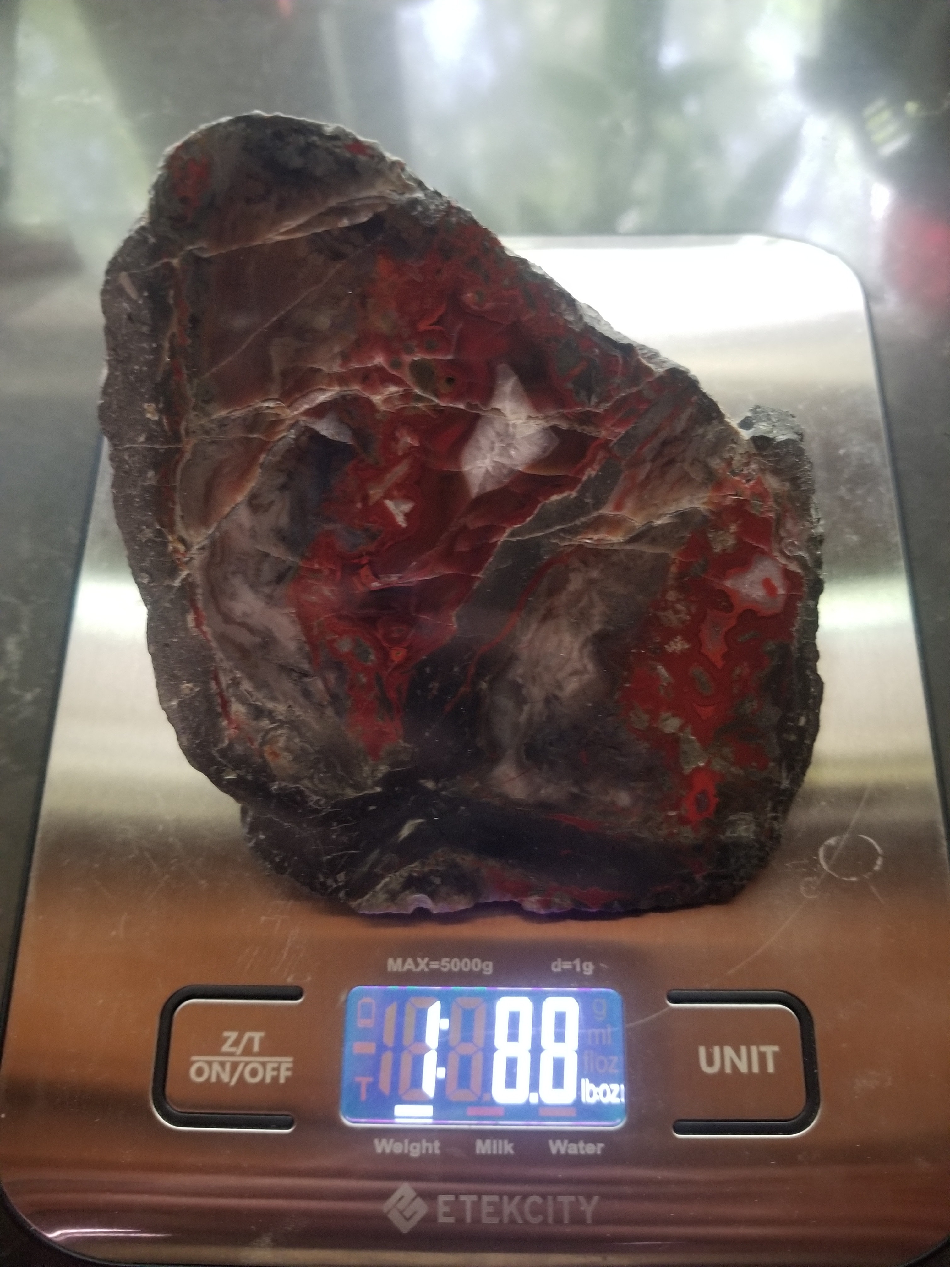 Highly Coveted Polished Yellow Cat Red Wood - Petrified Agatized Wood Specimen 1.6Lb, UT
