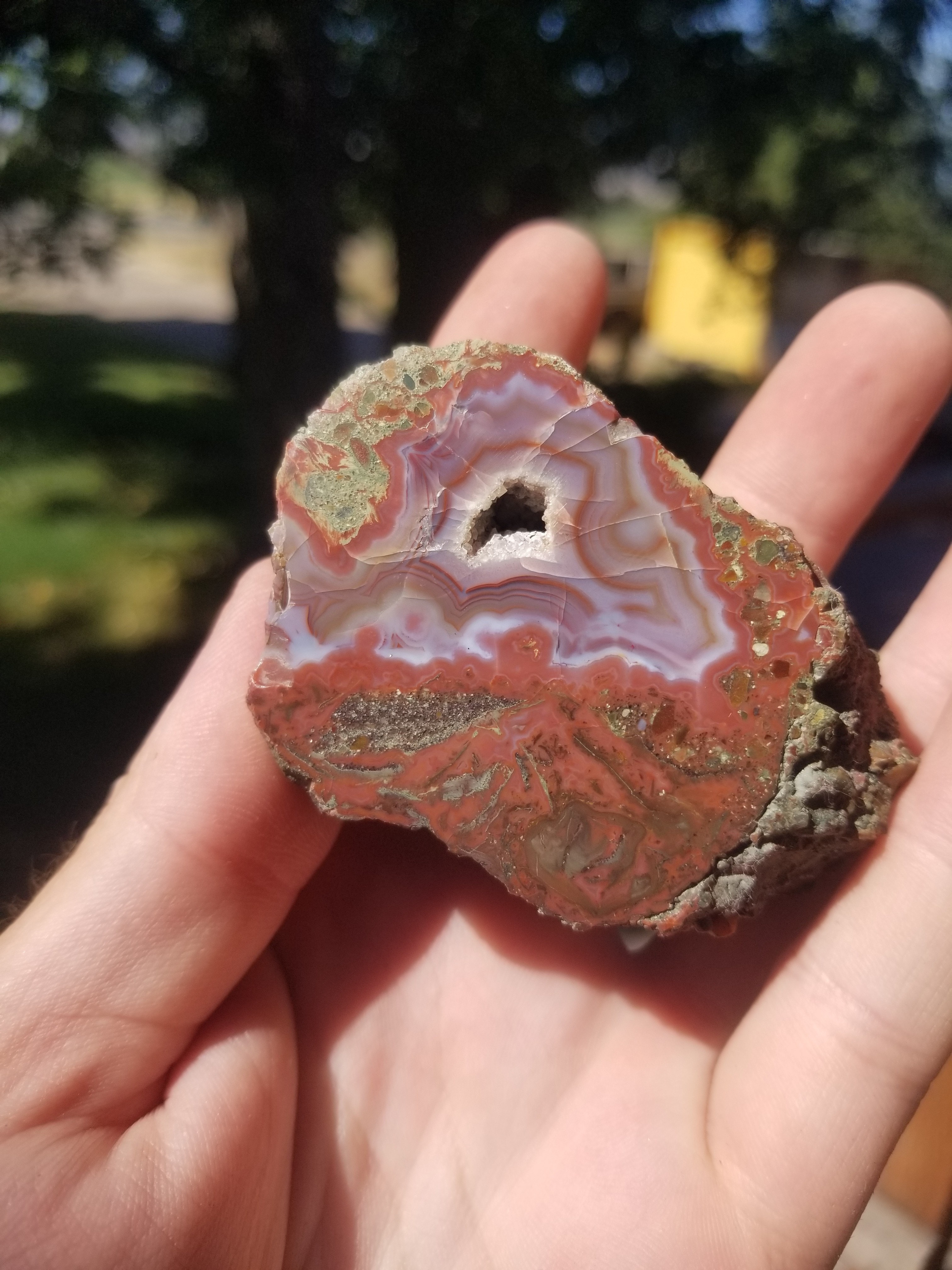 Highly Coveted Polished Yellow Cat Red Wood - Petrified Agatized Wood Specimen 151g, UT