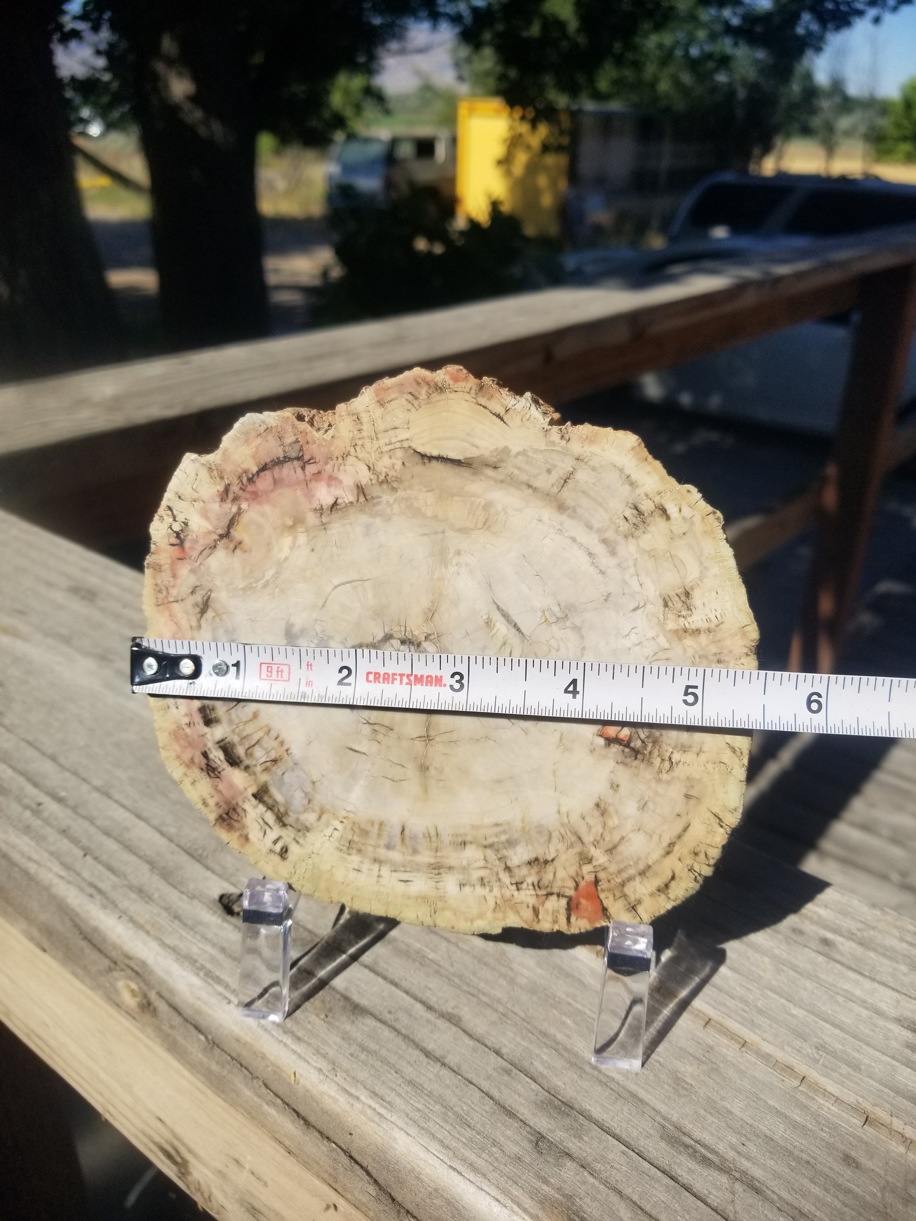 Incredible Rare Polished Pine Araucaria (Monkey Puzzle or Pehuen) Petrified Wood Round Specimen Patagonia, Argentina view 5