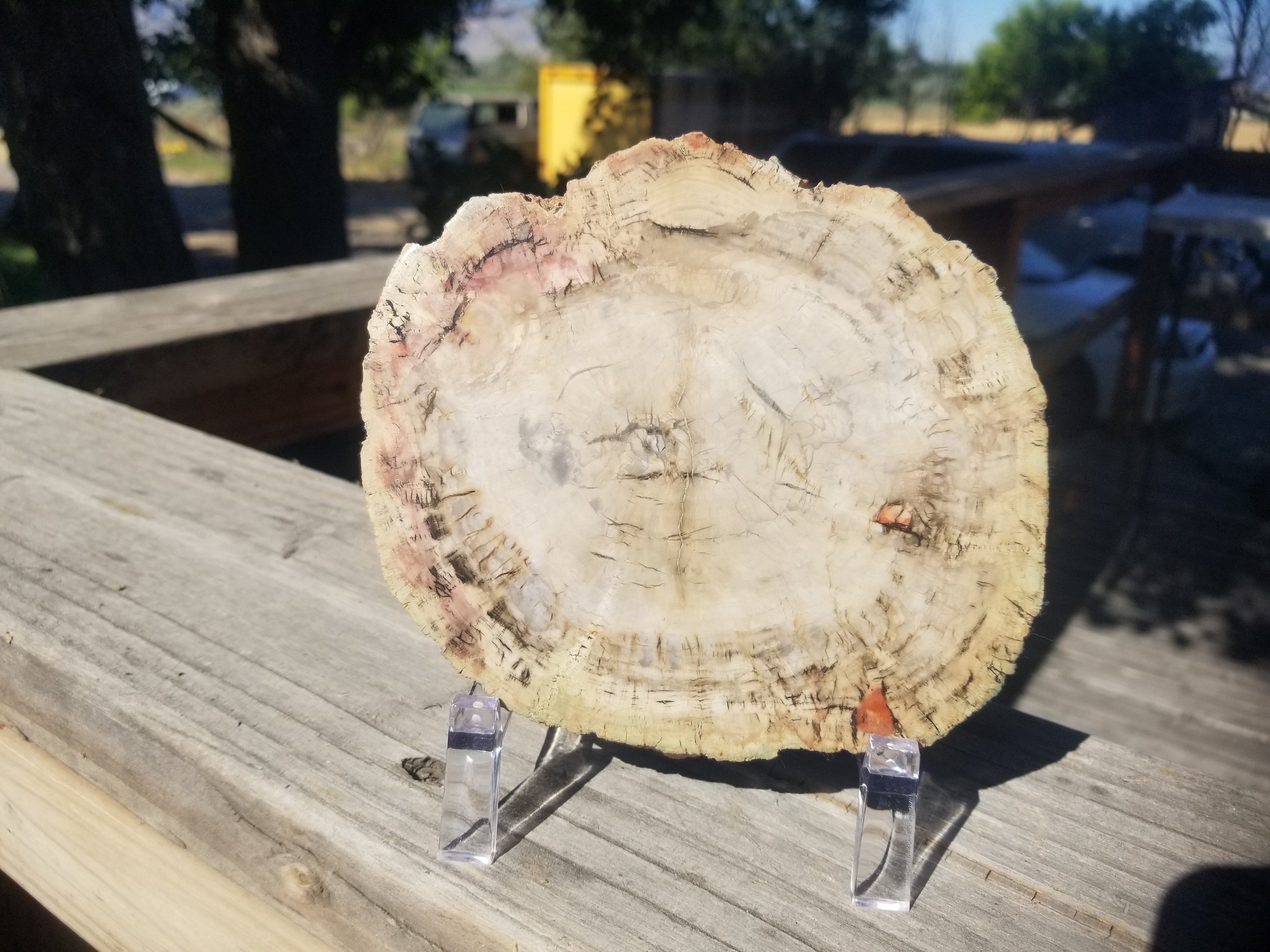 Incredible Rare Polished Pine Araucaria (Monkey Puzzle or Pehuen) Petrified Wood Round Specimen Patagonia, Argentina view 10