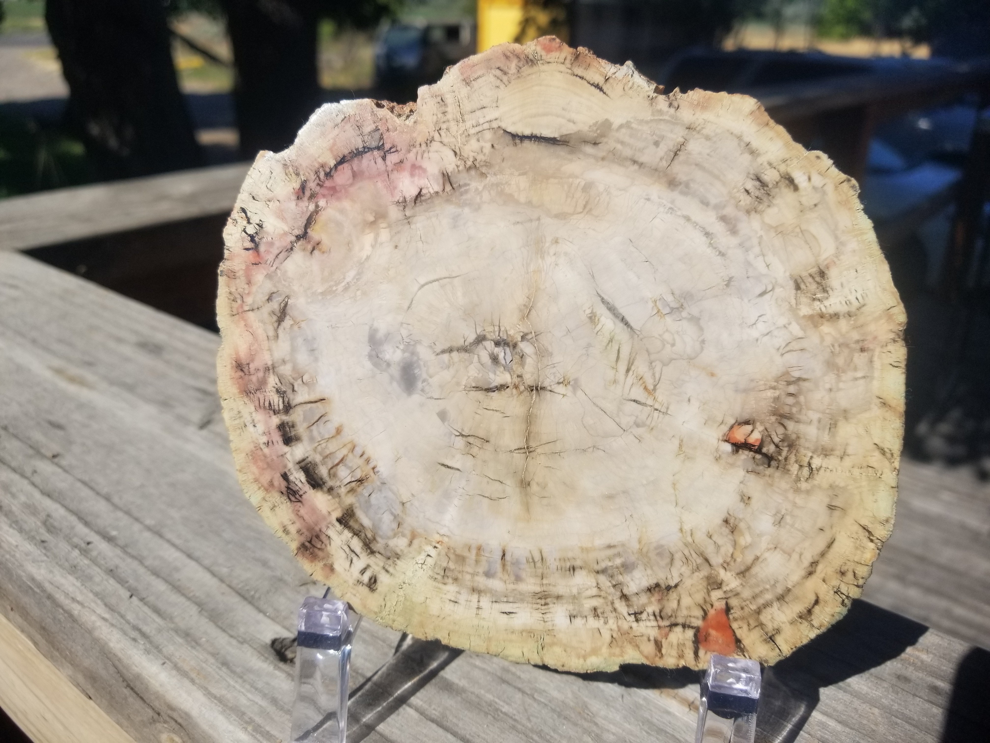 Incredible Rare Polished Pine Araucaria (Monkey Puzzle or Pehuen) Petrified Wood Round Specimen Patagonia, Argentina view 11