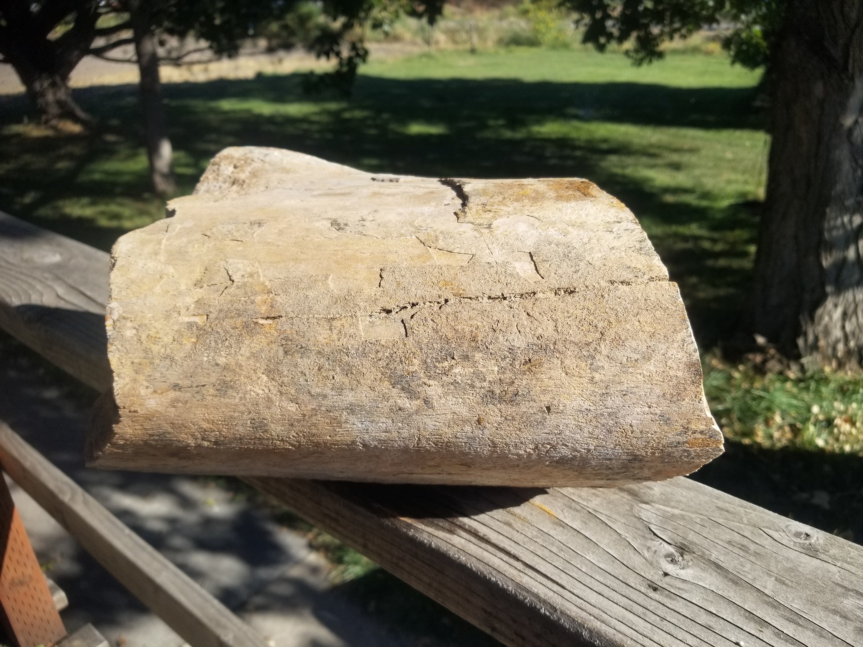 Great Agatized Dinosaur Gem Bone Multicolor Natural Specimen Rough/Unpolished 6Lb