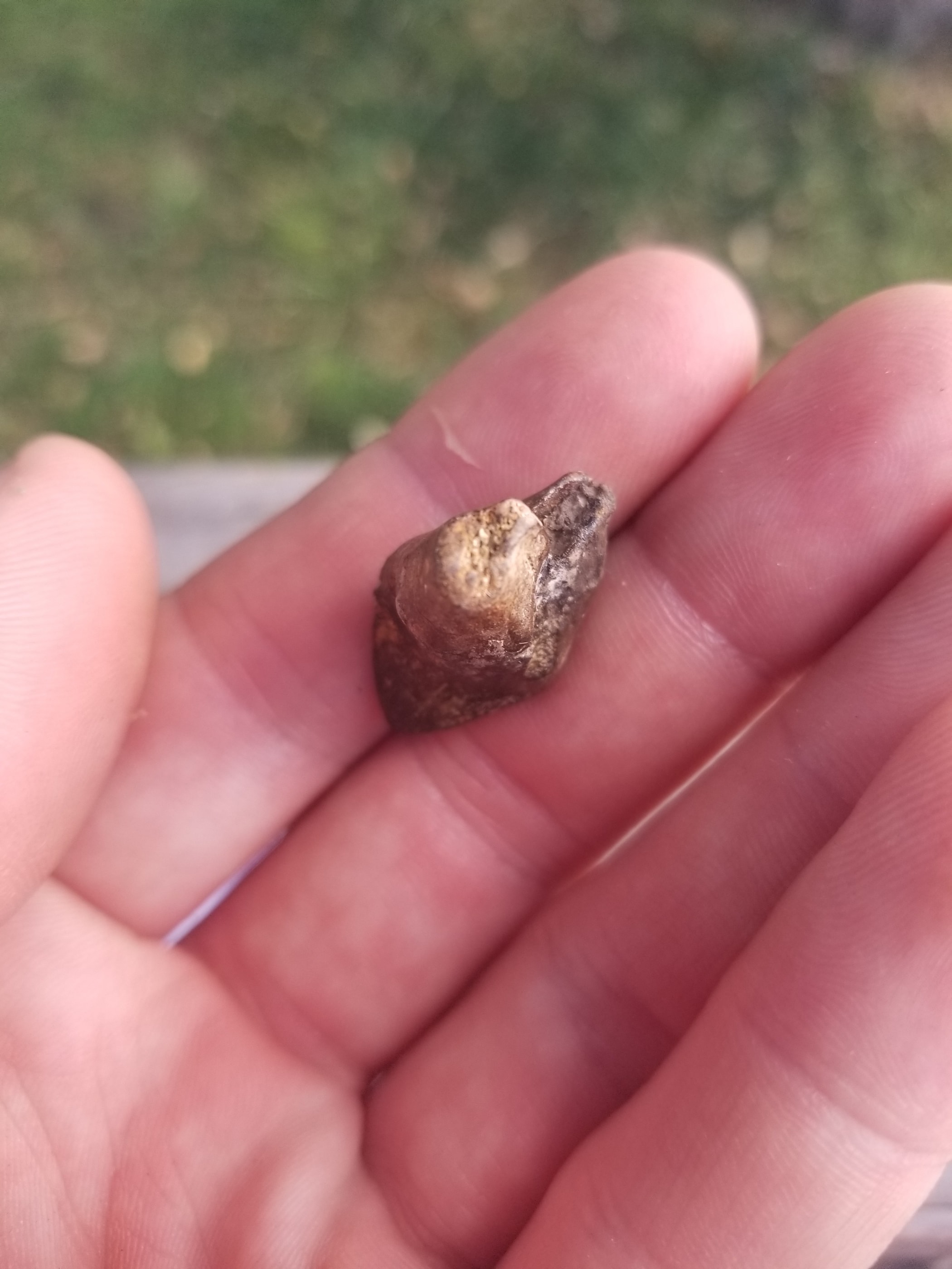 Nice Triceratops Tooth Fossil Specimen Hell Creek, MT