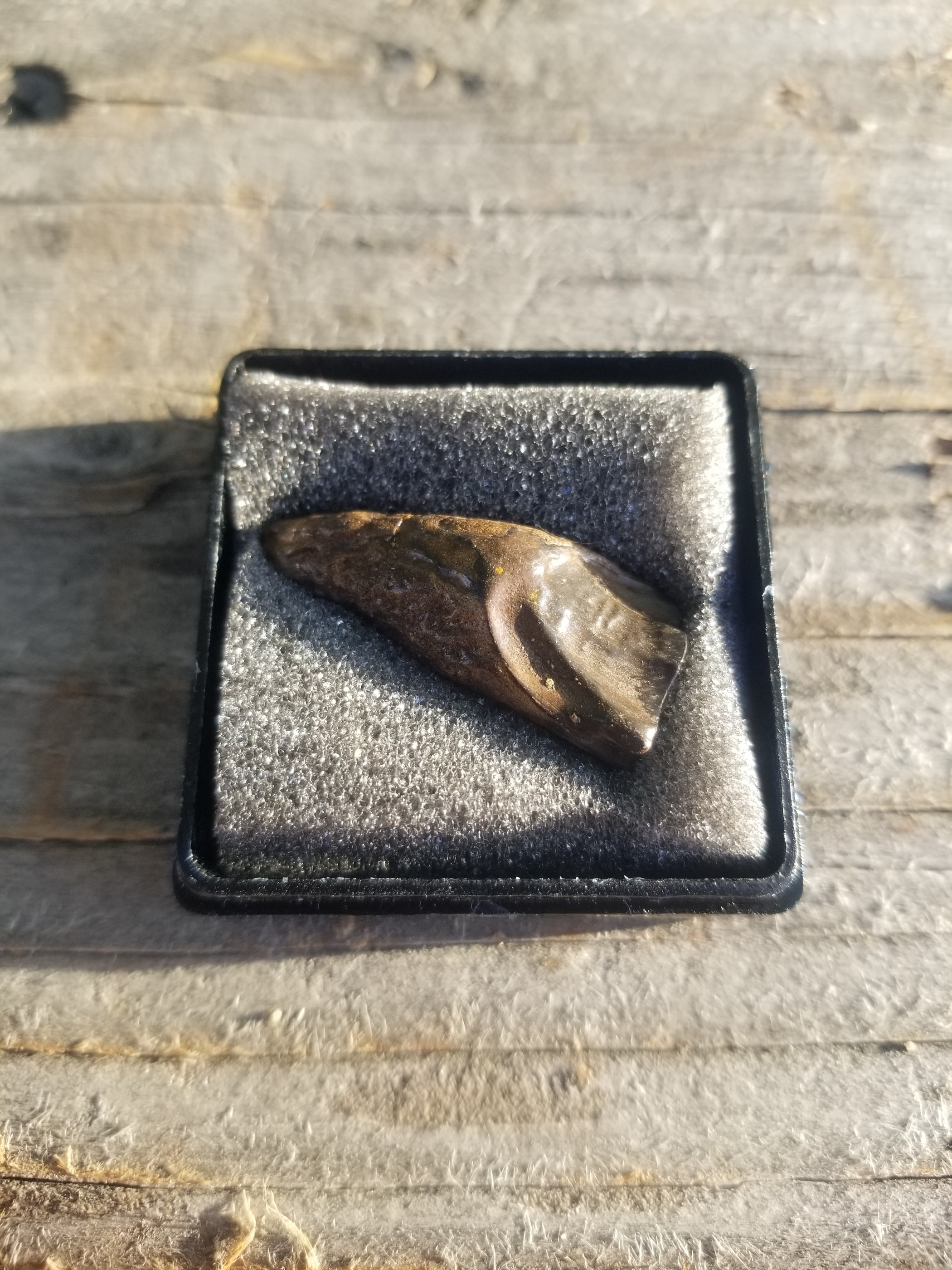 Nice Triceratops Tooth Fossil Specimen Hell Creek, MT
