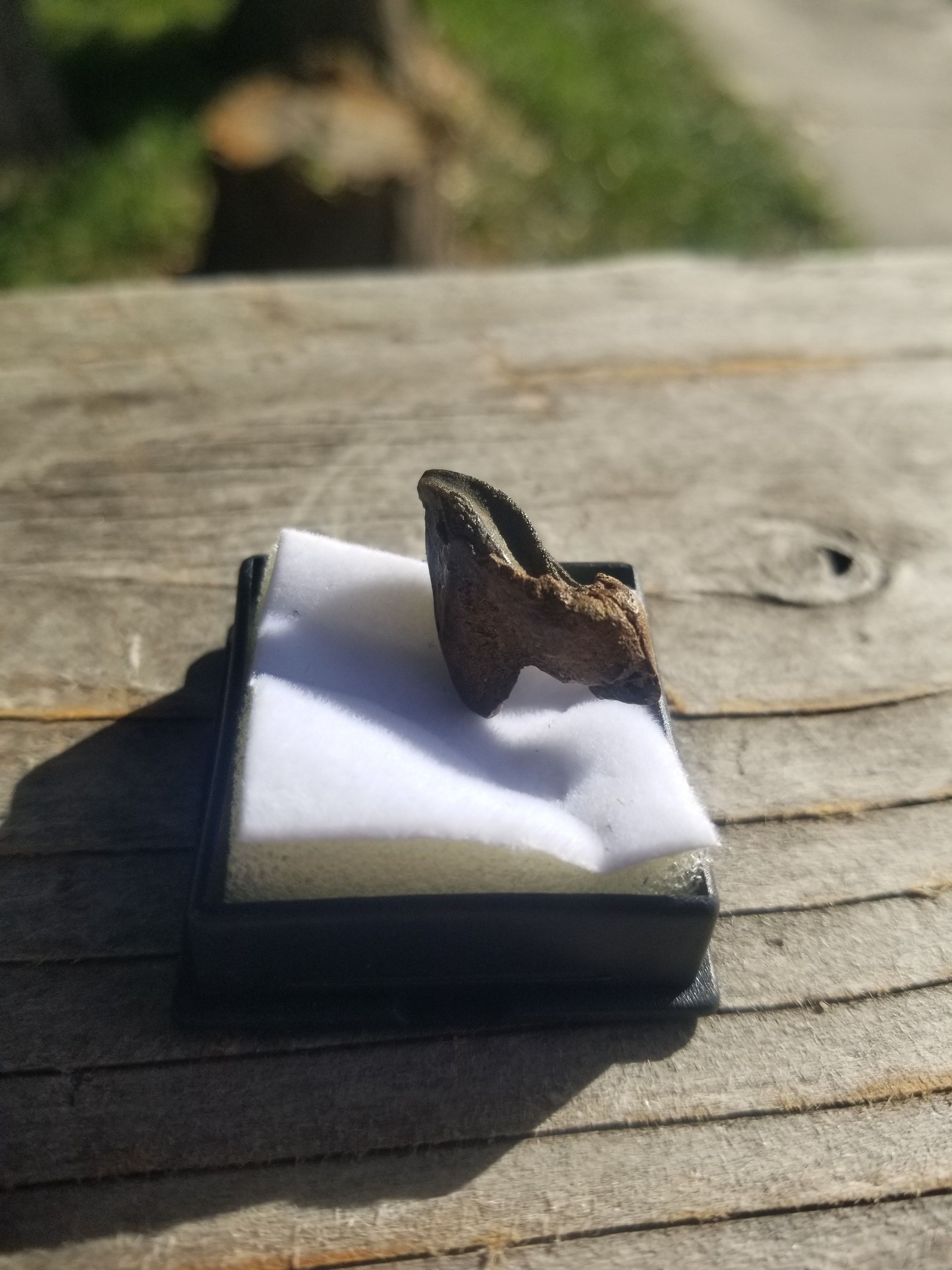 Nice Triceratops Tooth Fossil Specimen Hell Creek, MT