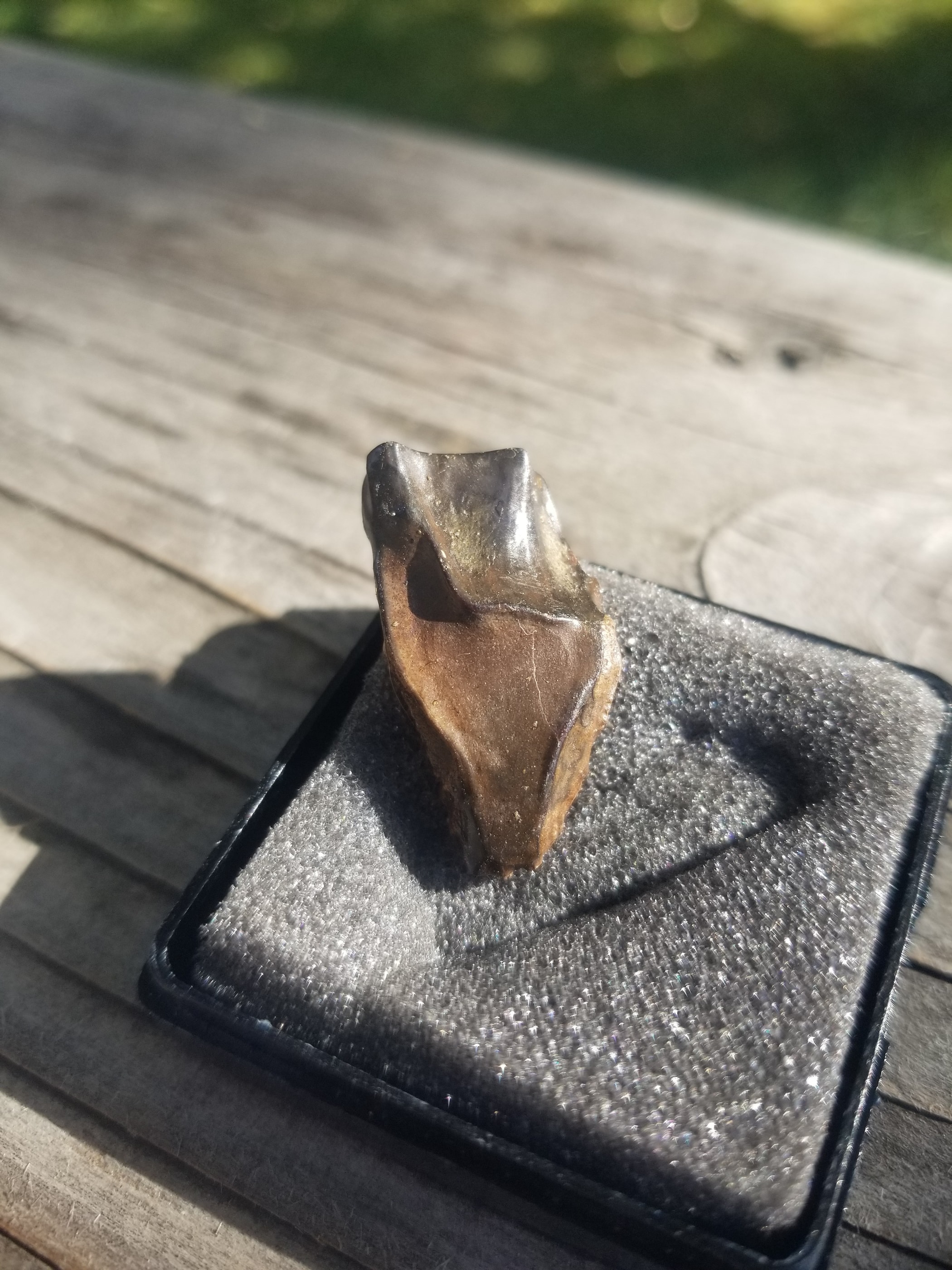 Nice Triceratops Tooth Fossil Specimen Hell Creek, MT