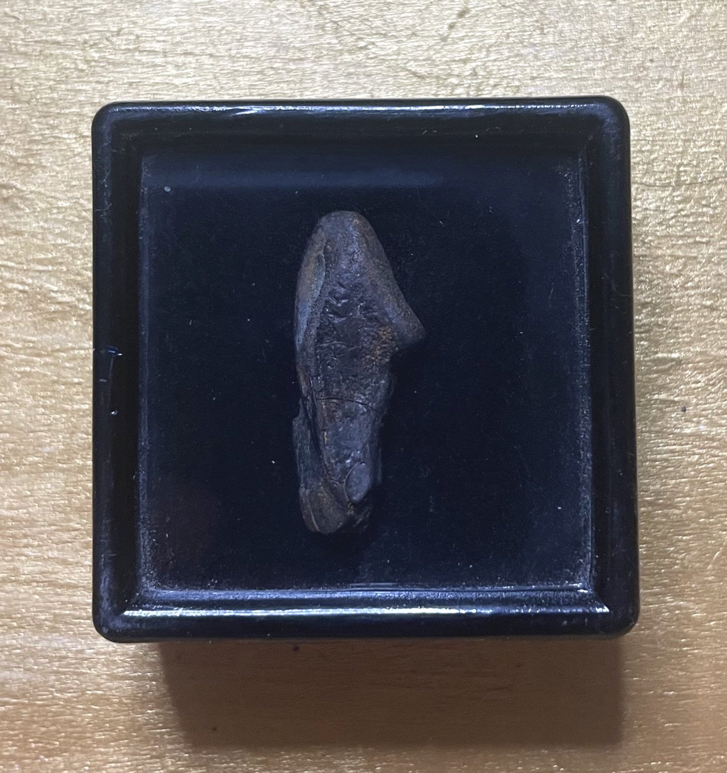 Nice Edmontosaurus Tooth Fossil Specimen Hell Creek, MT