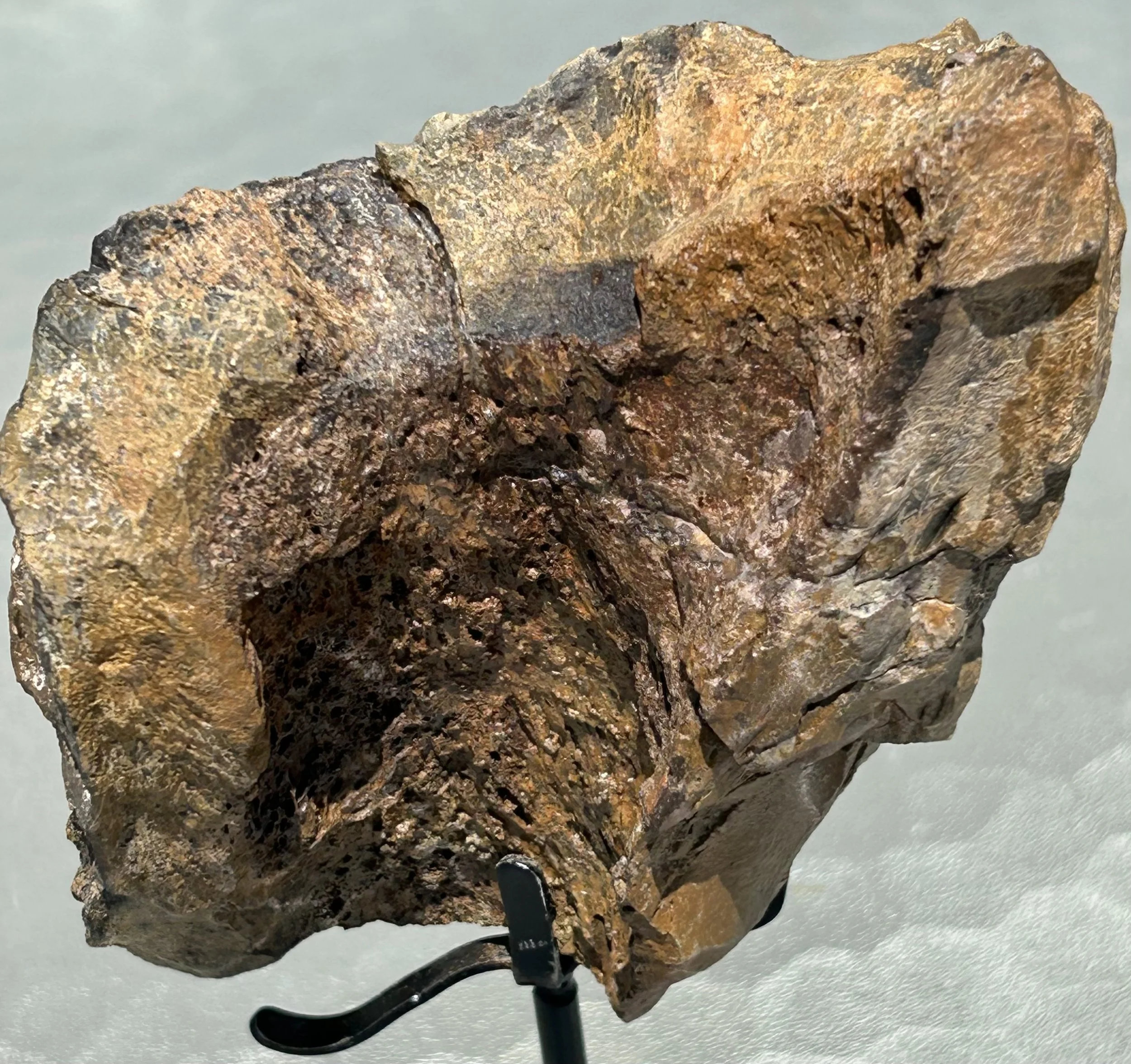 Tyrannosaurus Rex Tibia Section