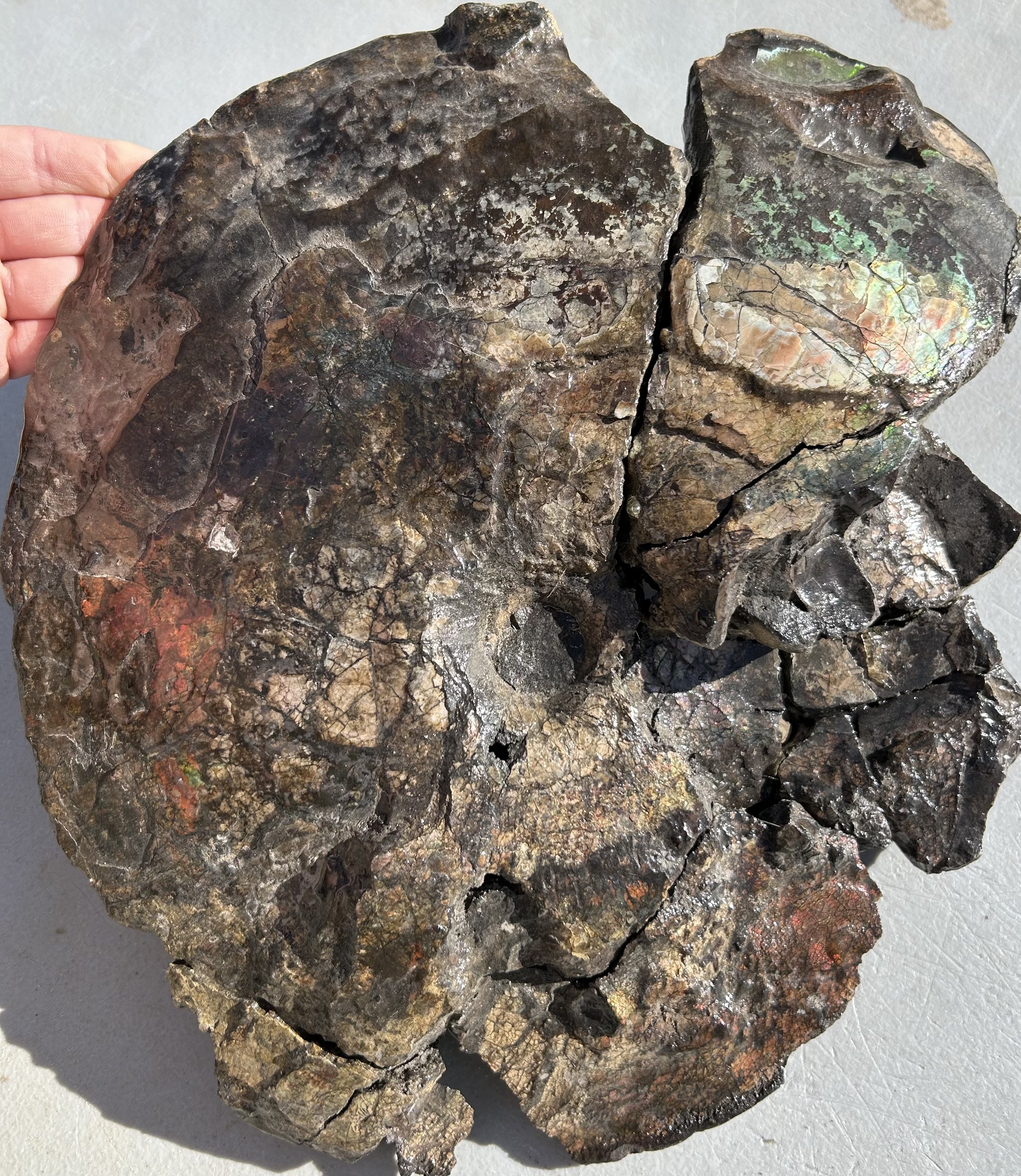 Nice Large Rare Ammolite Fossil Specimen Organic Gemstone Cretaceous, ND