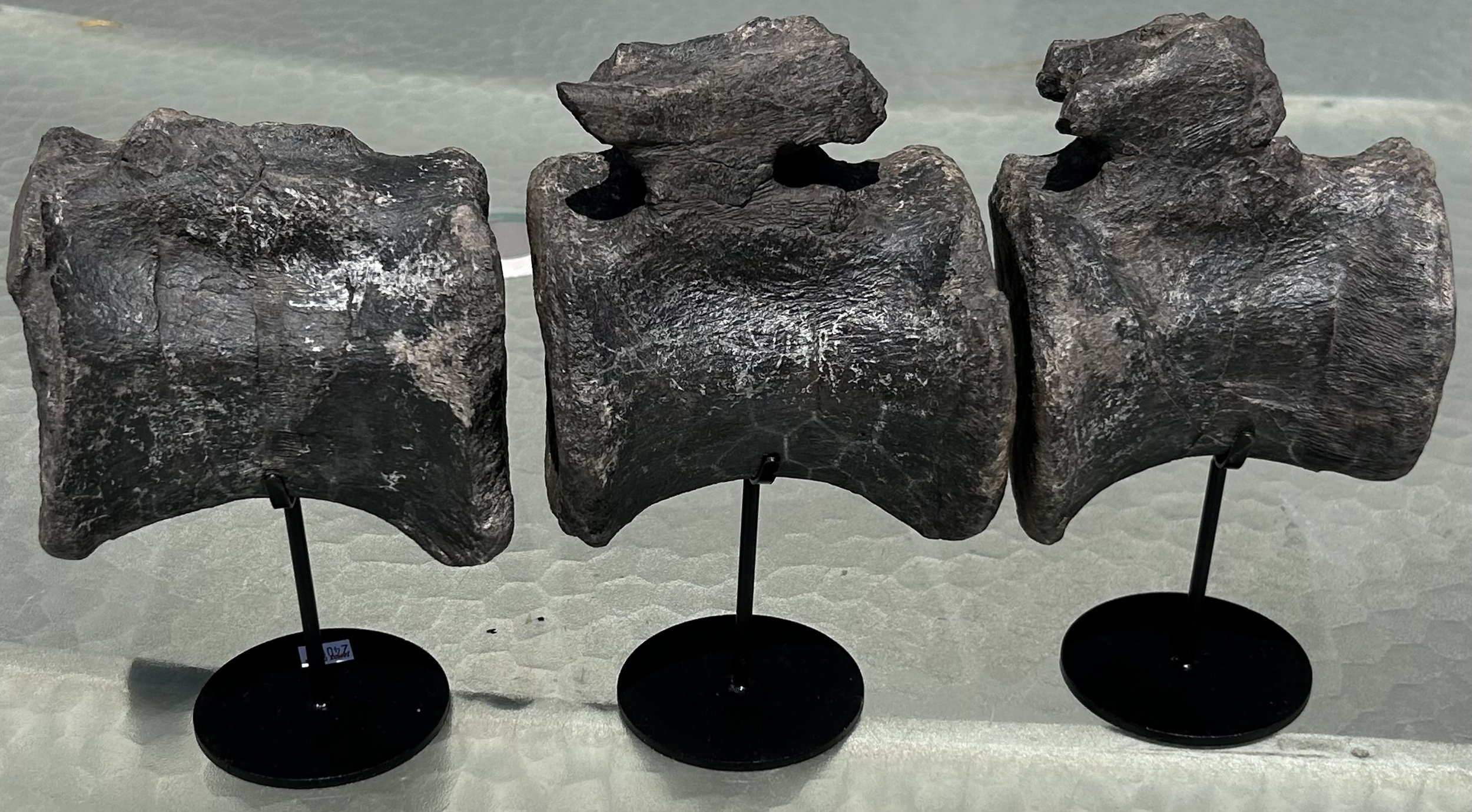 Awesome Camarasaurus Vertebrae String of 3 Verts Jurassic Morrison CO Stands Included