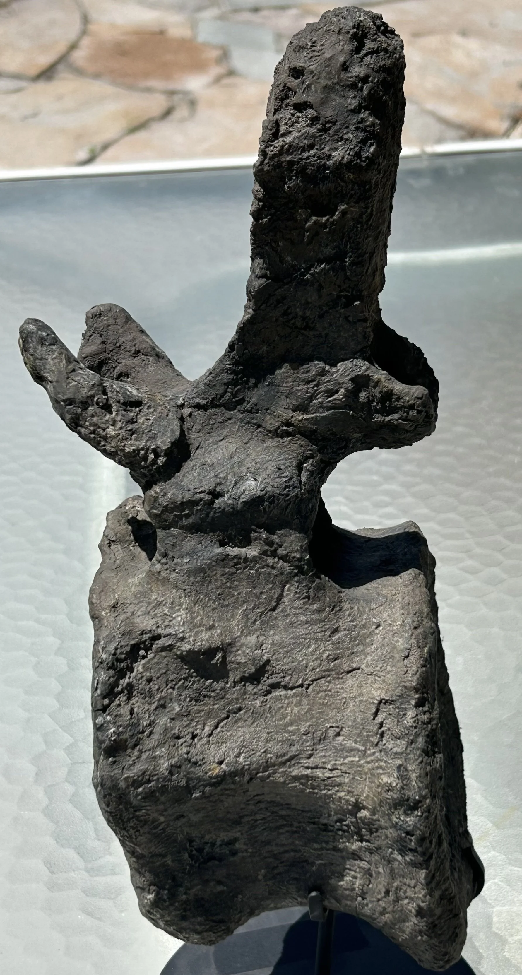 Incredible Large 10Lb Complete Camarasaurus Vertebrae Fossil Morrison Jurassic CO - Stand Included