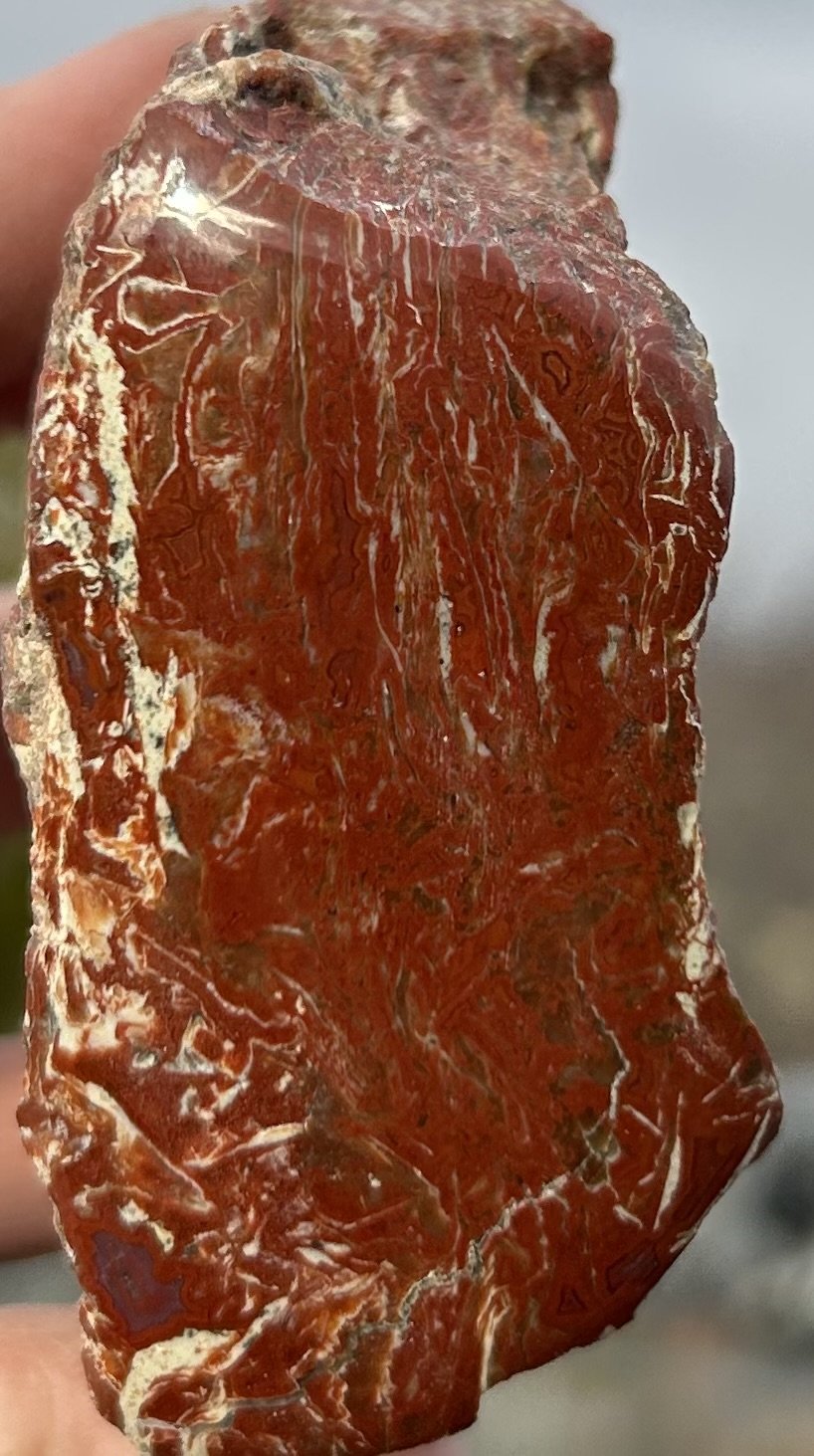 Highly Coveted Polished Yellow Cat Red Wood Limb - Petrified Agatized Wood Specimen, UT