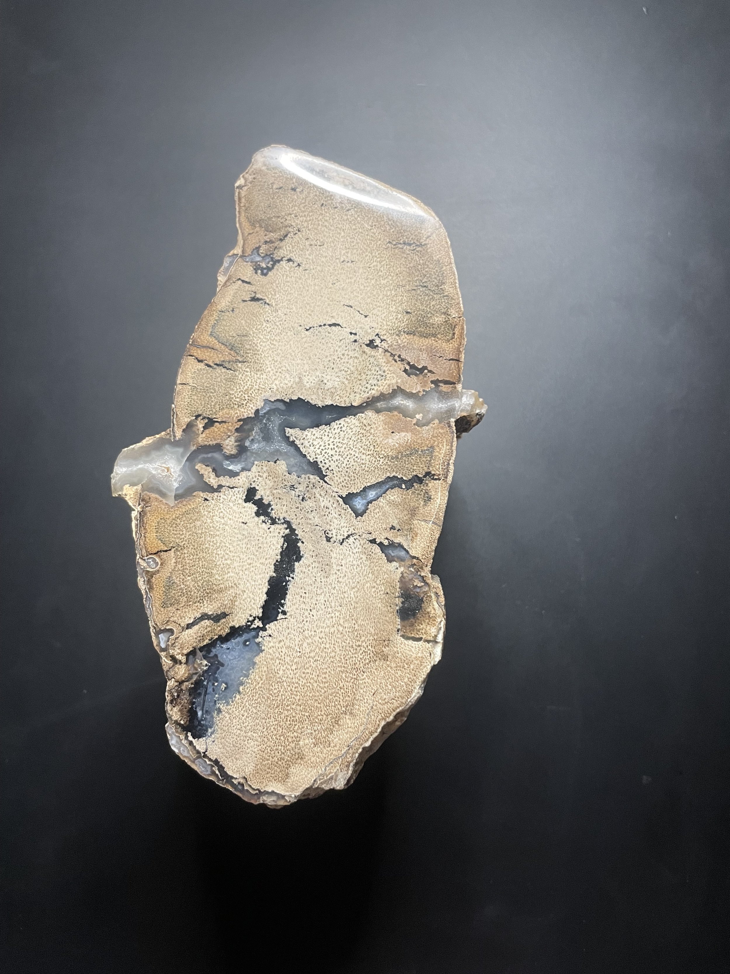 Nice Double End Polished Blue Forest Petrified Palm Wood Limb- Wyoming Agatized Wood Eden Valley