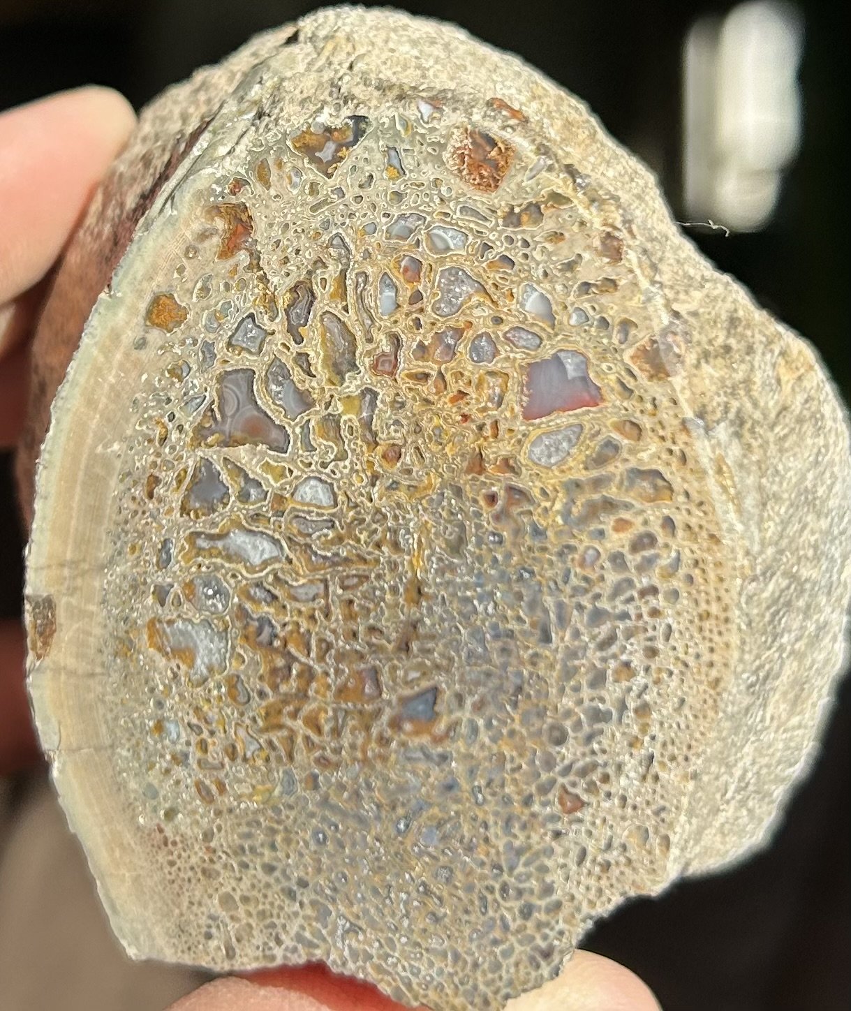 Nice Polished Agatized Multicolor Dinosaur Vertebrae Half Specimen Gem Bone Jurassic Morrison, CO