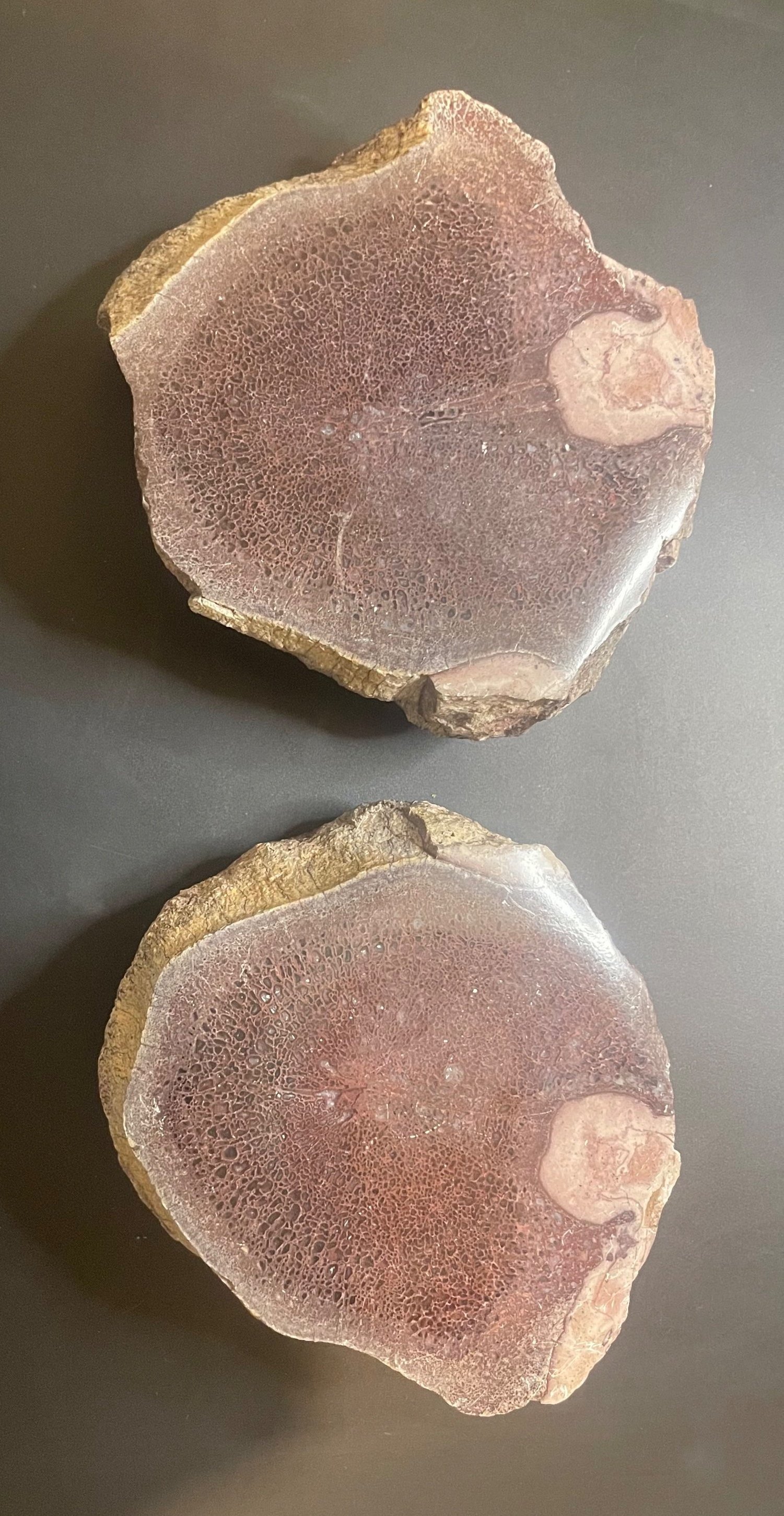 Beautiful Polished Split Vertebrae Dinosaur Gem Bone Pair 3Lb - Agatized Jurassic Dinosaur Bones