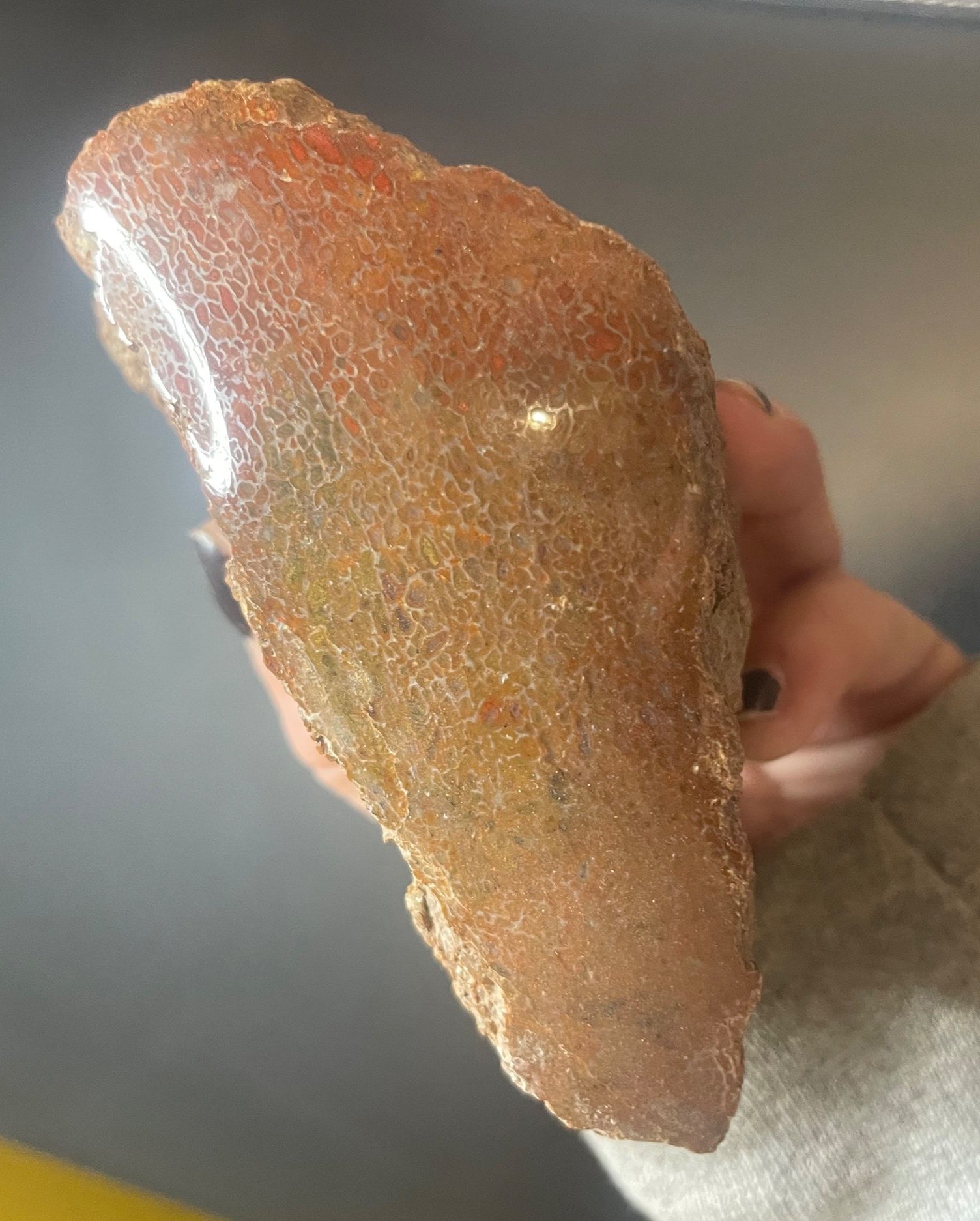 Nice Glassy Polished Dinosaur Gem Bone Specimen Multicolor 1Lb - Agatized Jurassic Dinosaur Bone
