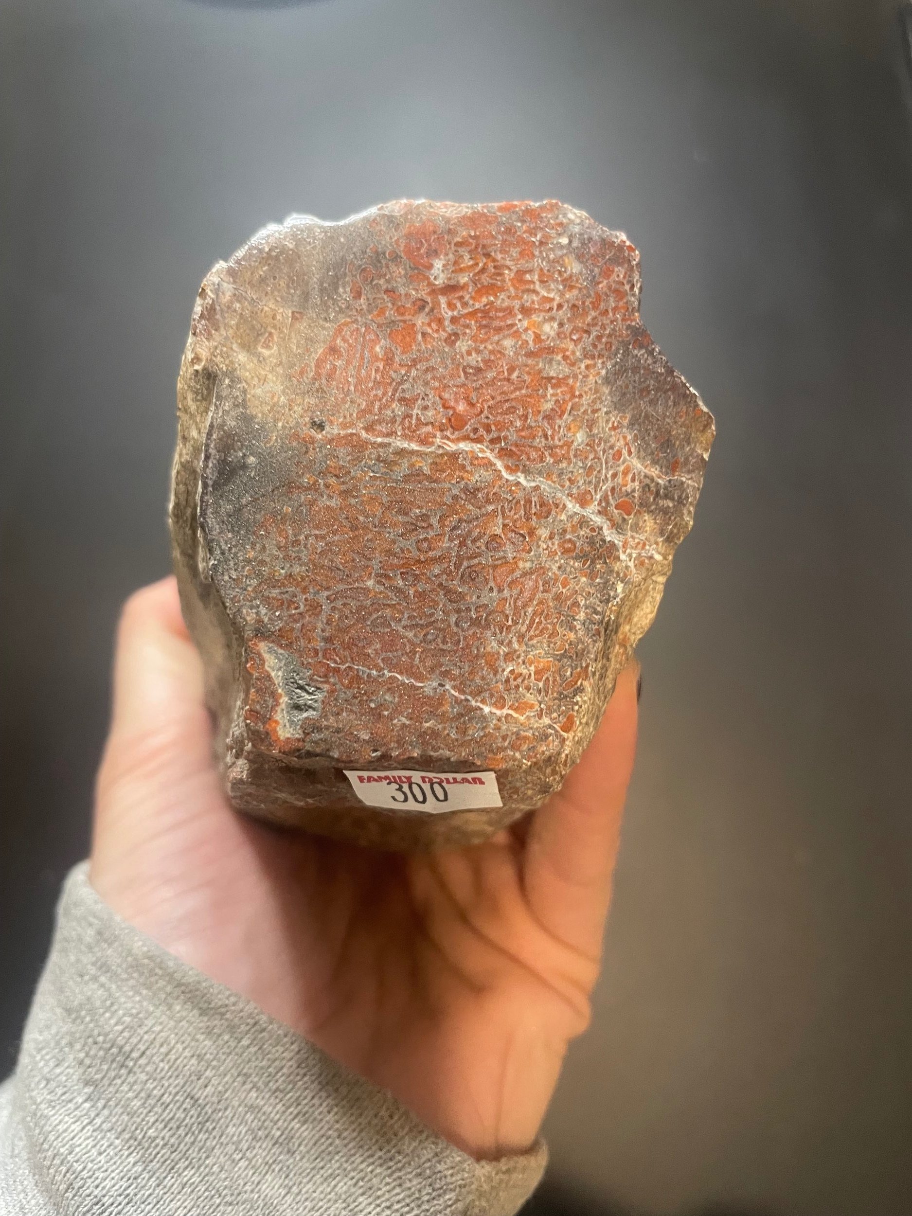 Beautiful Large Red Cell Polished Agatized Dinosaur Gem Bone 1.5Lb Morrison Jurassic